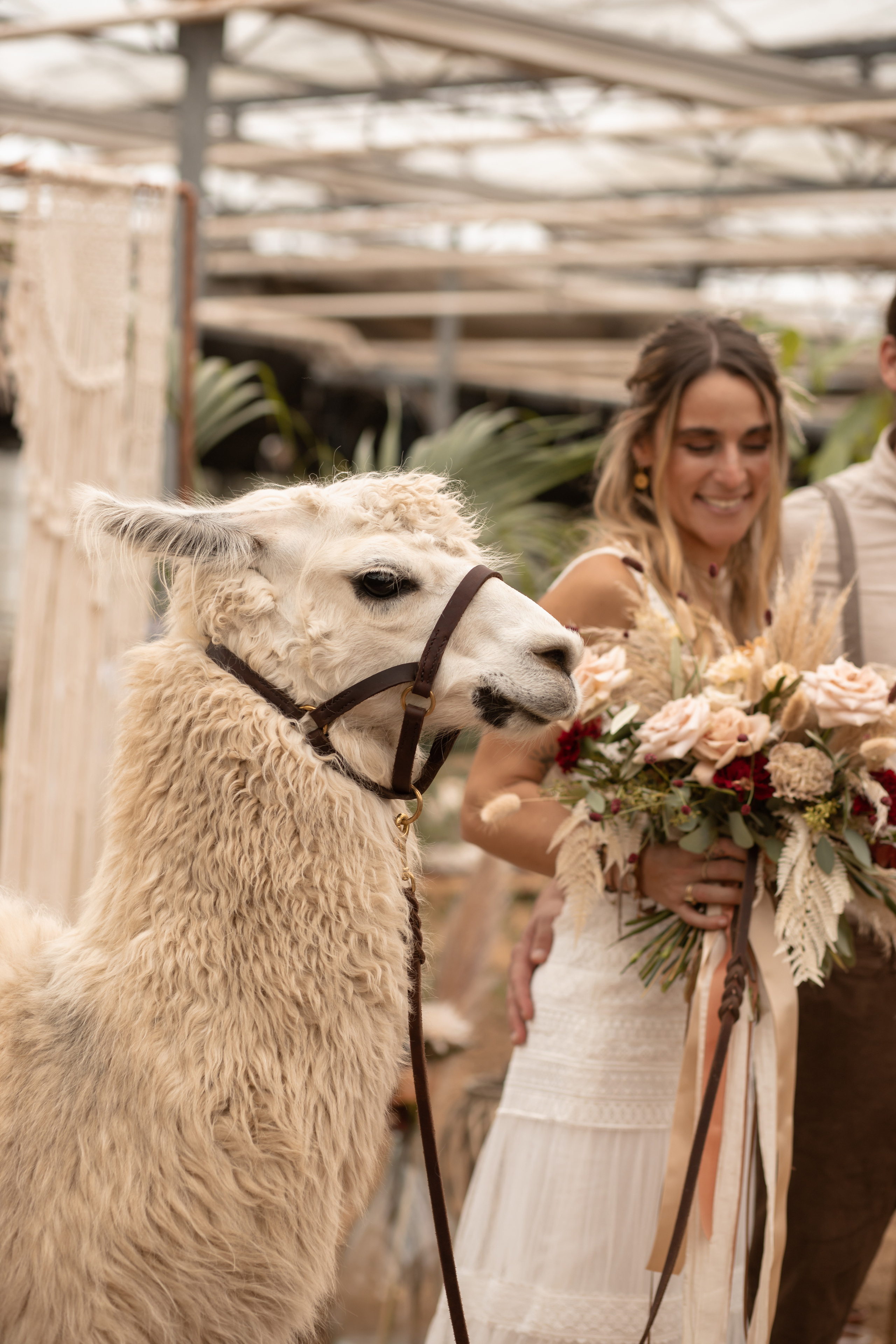 Hochzeit im Gewächshaus. Familien und Hochzeitfotograf in Molbergen, Cloppenburg, Münsterland