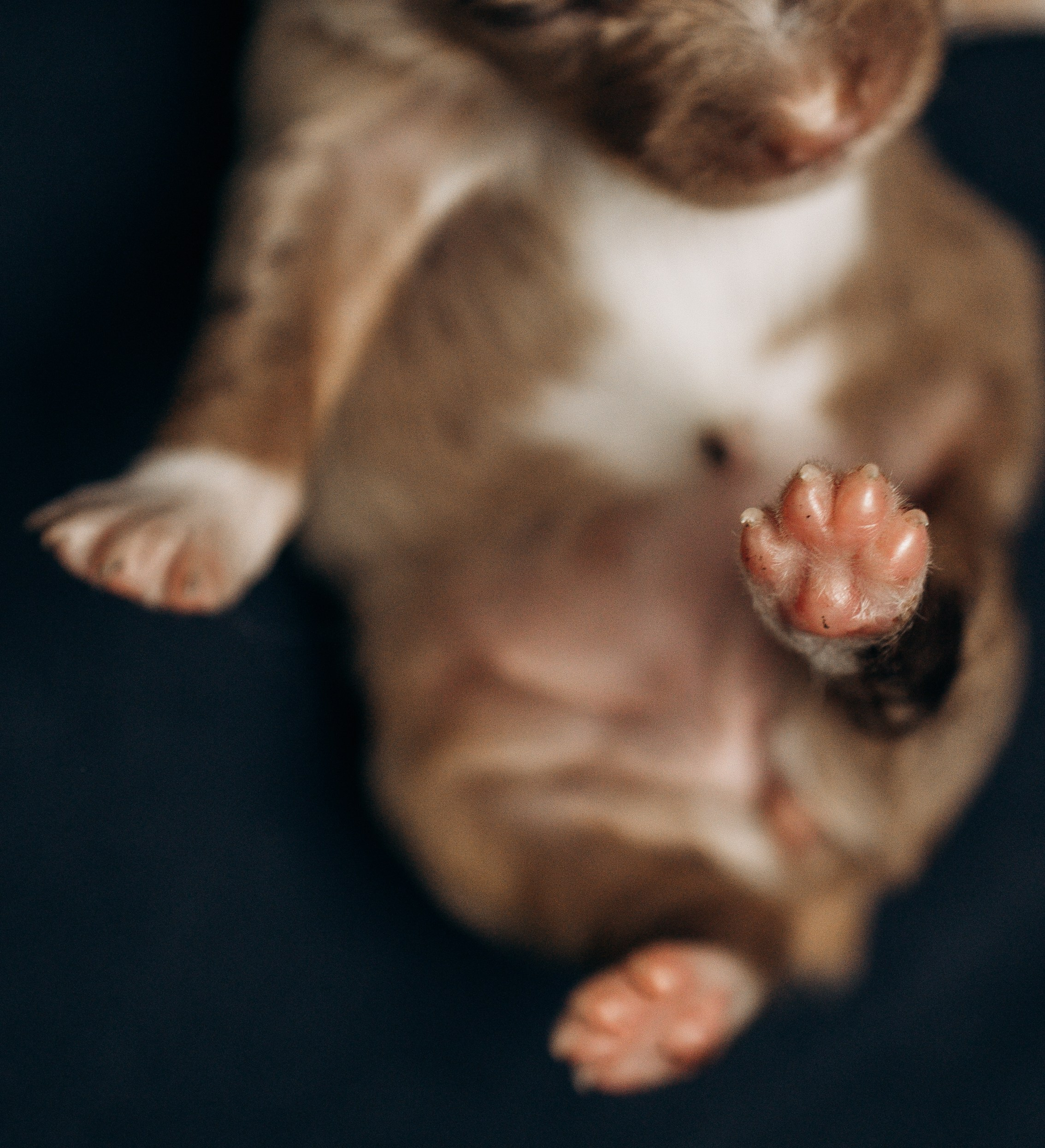 Tiny Aussies. Pet Photographer Viktoriya Aleshenko