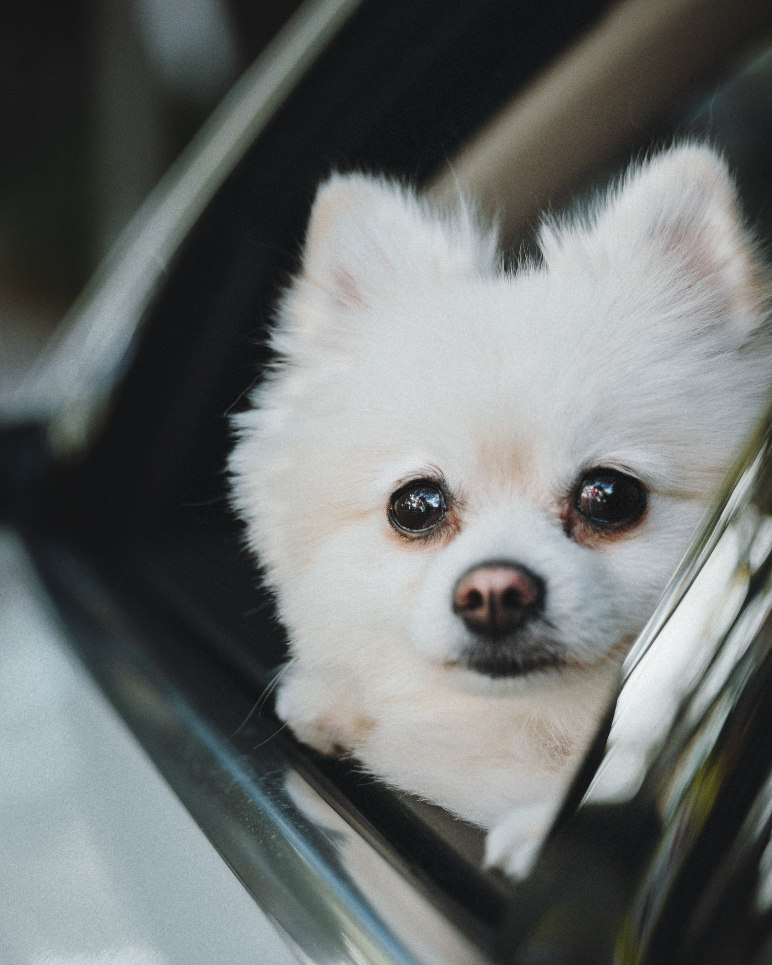 Lexy & Tatiana. Pet Photographer Viktoriya Aleshenko