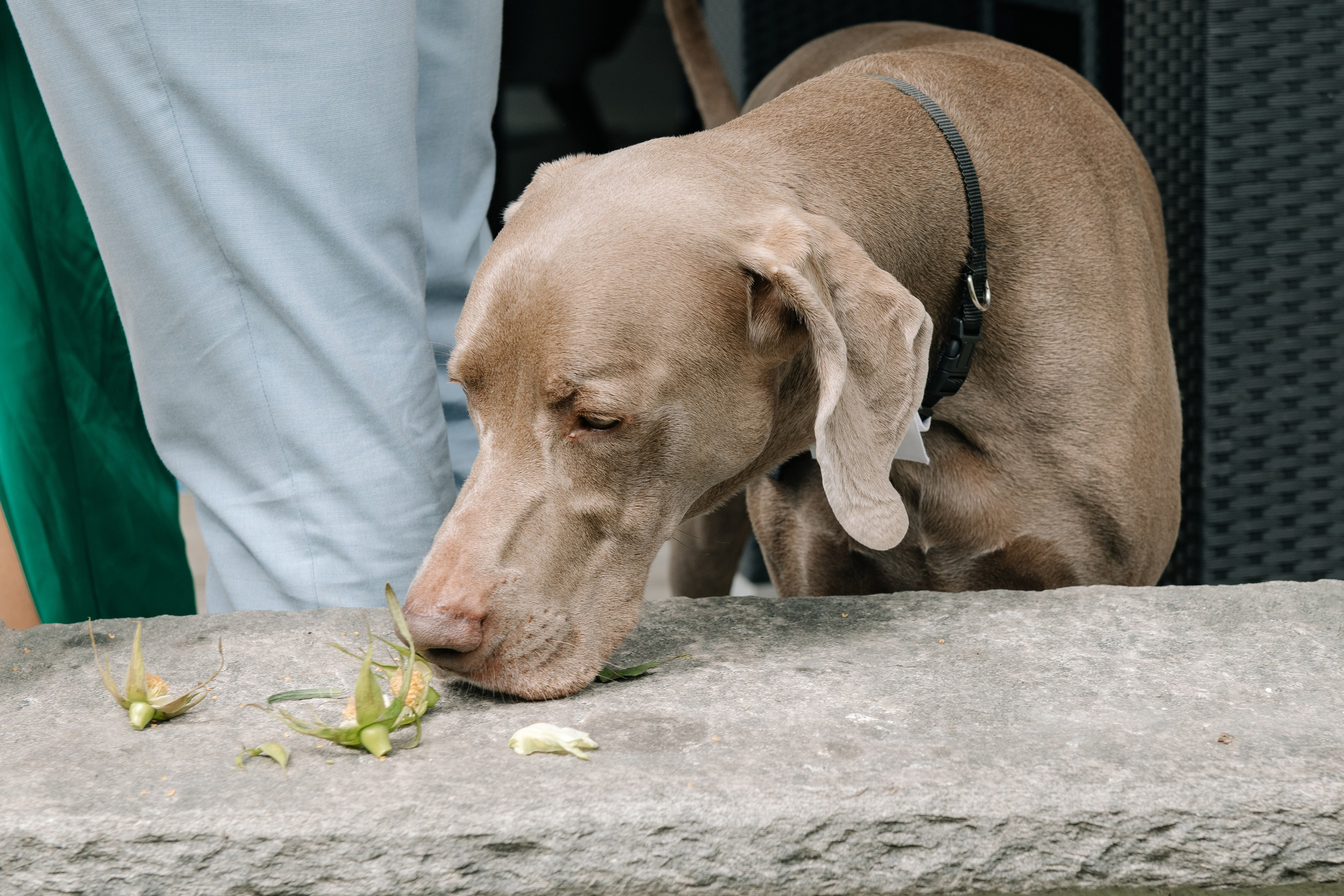 KAIANE & BENJAMIN Meilen, Switzerland. I am Elena Altendorfer. Wedding photographer in Zurich and Switzerland