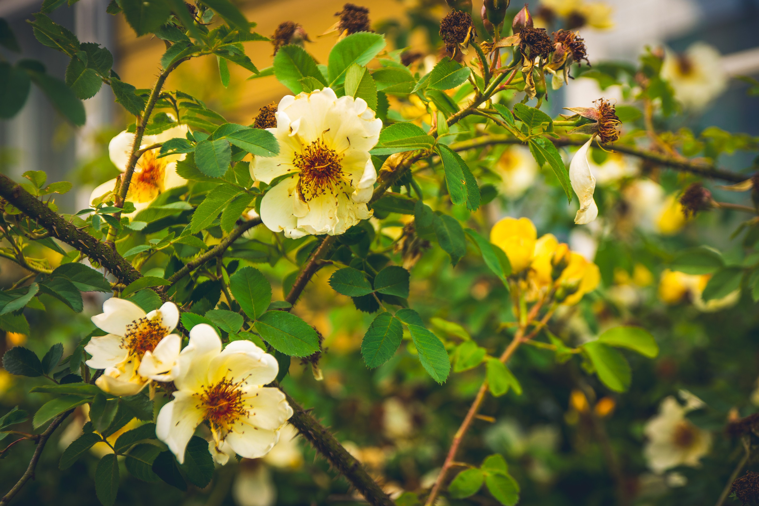 Saarema, reis. Nebula 25 — Fotod teie hingele