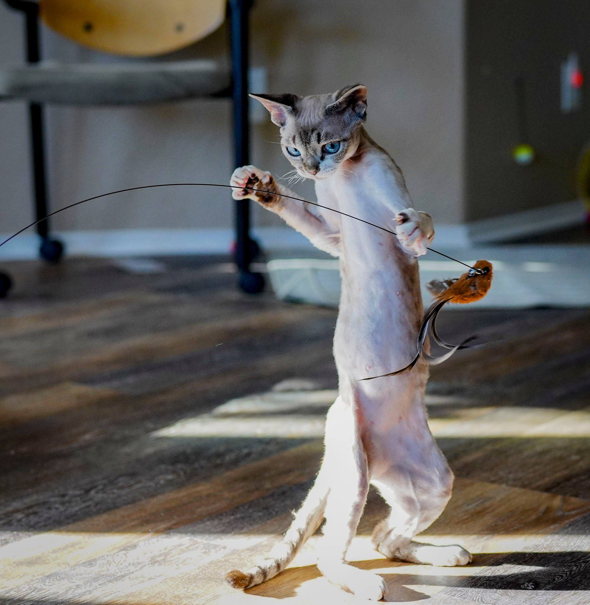 Hunti. Devon Rex Pixie Cattery