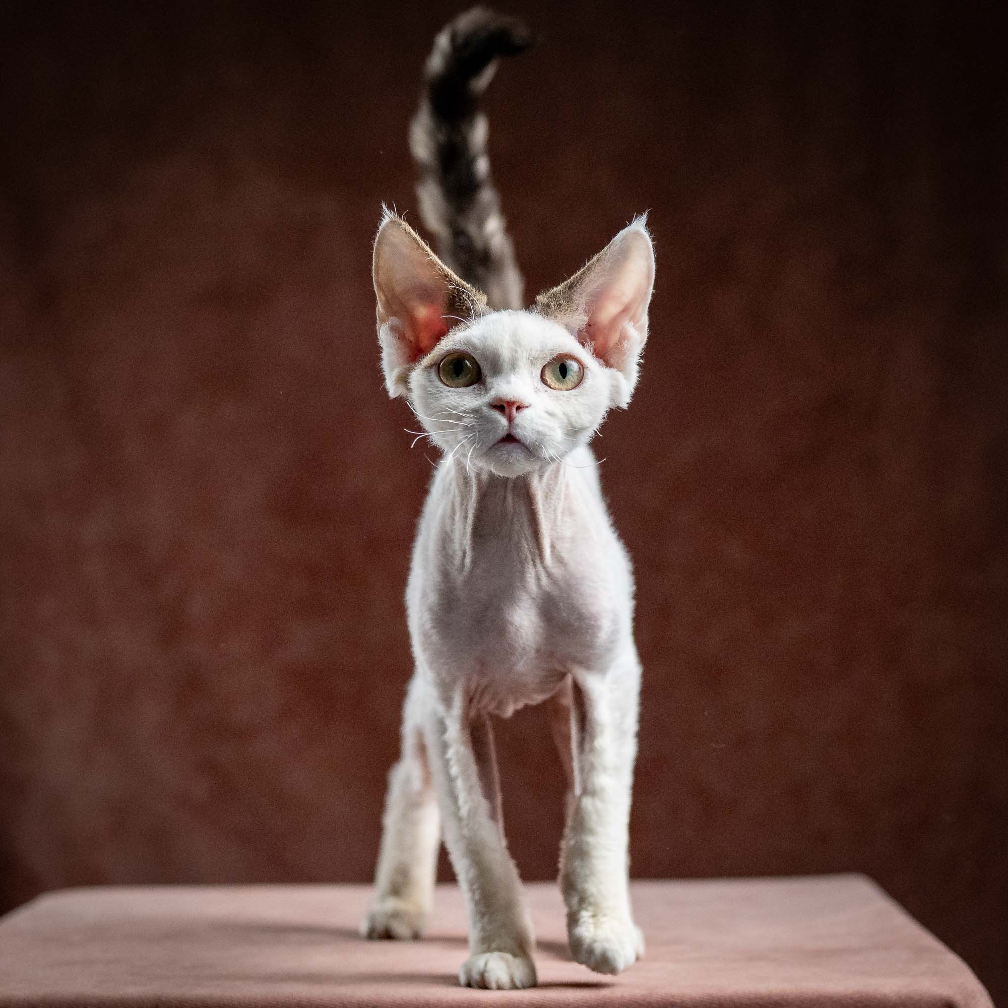 Oscar, boy, born 04.15.2025. Devon Rex Pixie Cattery