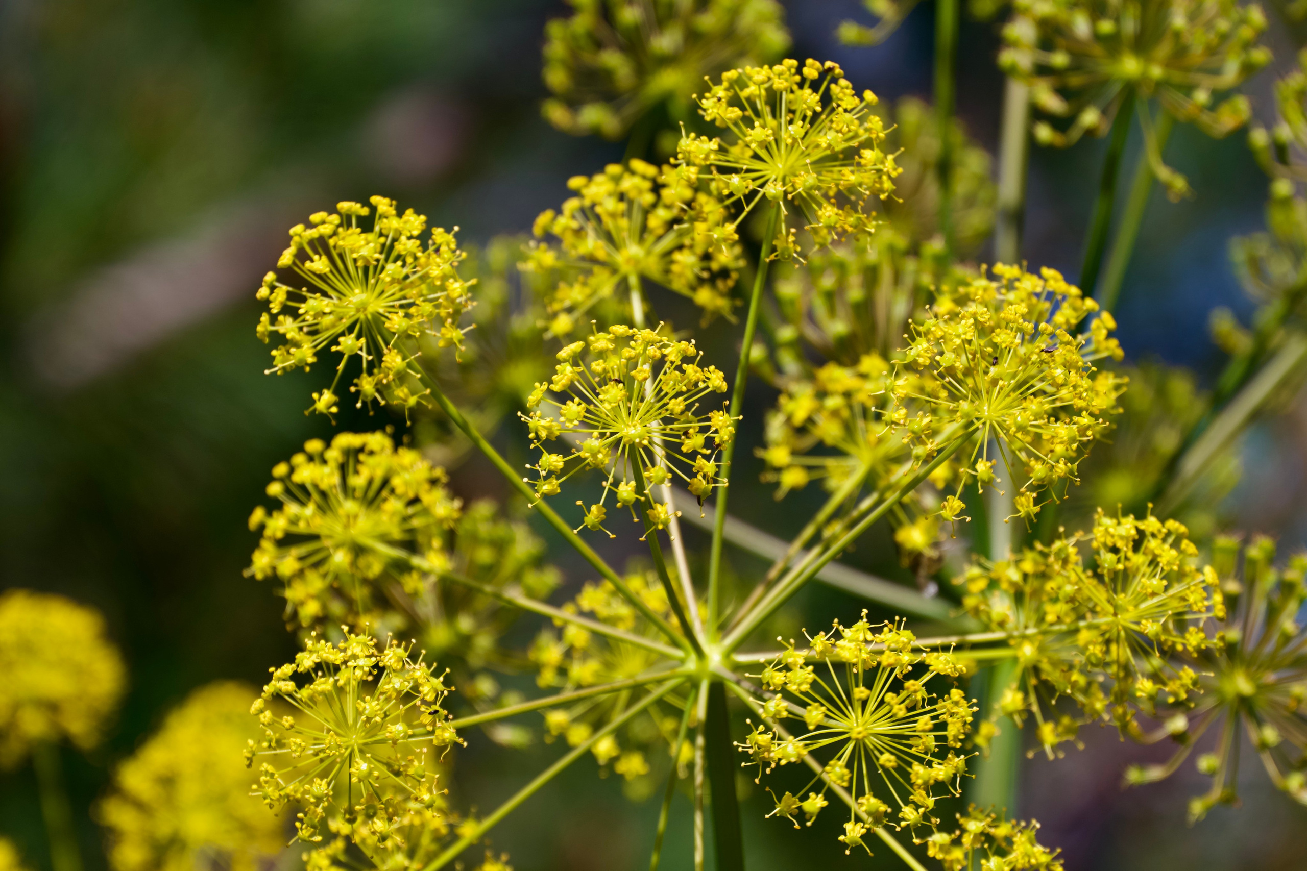 Macro Photography. Prime_Frame_Studio