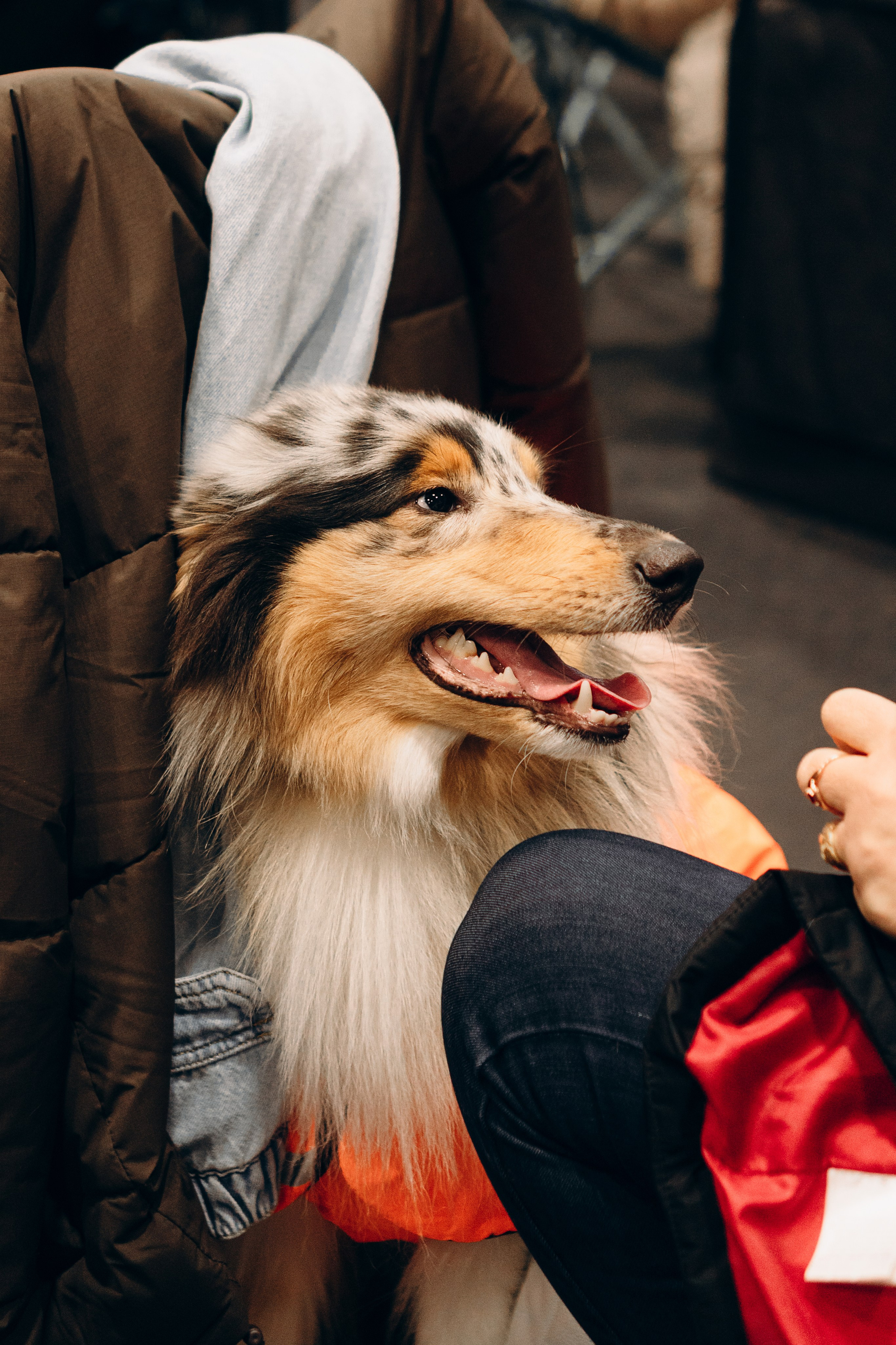 Pärnu dog weekend photo report. Kat Laisaar — Pet photographer in Tallinn