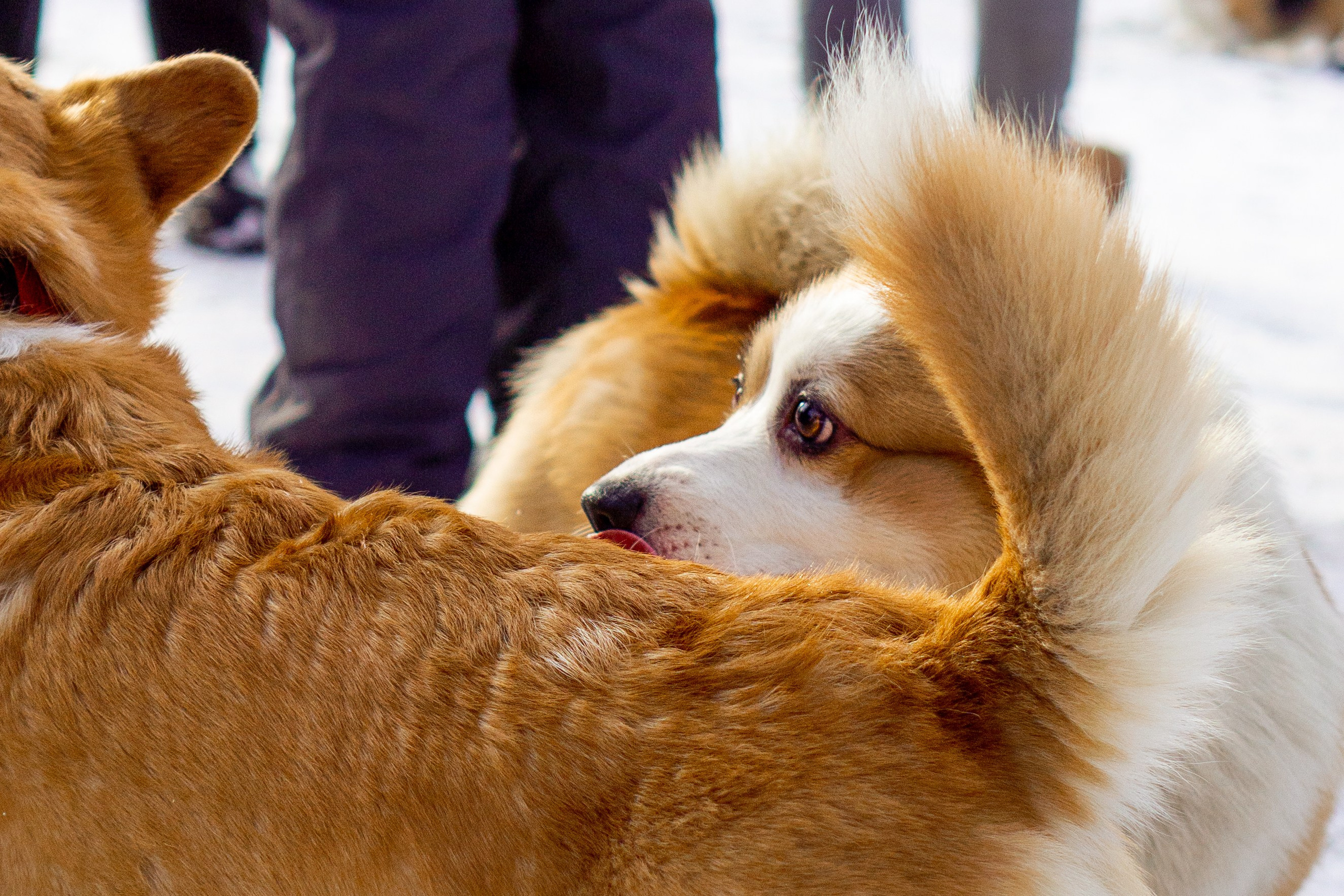 Corgi party, 23 feb. 2025. Kat Laisaar — Pet photographer in Tallinn