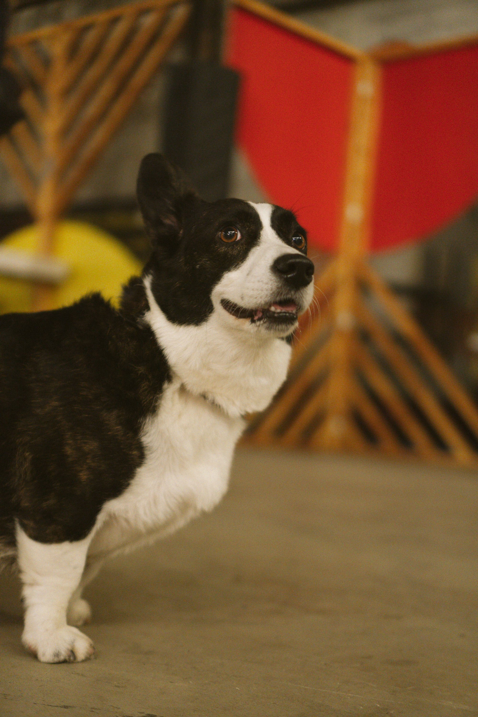 Corgi Fest, Christmas edition. Kat Laisaar — Pet photographer in Tallinn