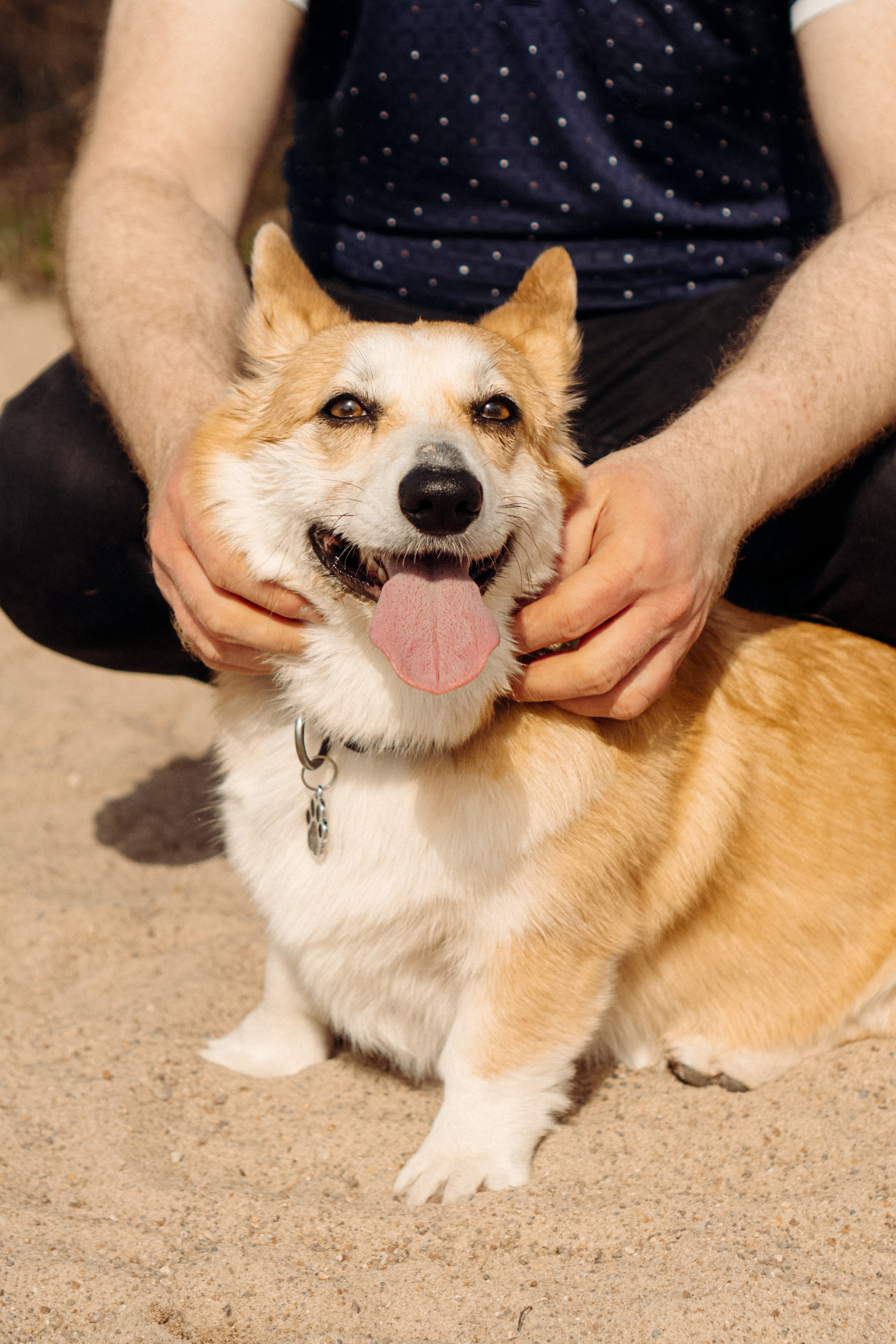 Corgi party, 18 apr. 2025. Kat Laisaar — Pet photographer in Tallinn