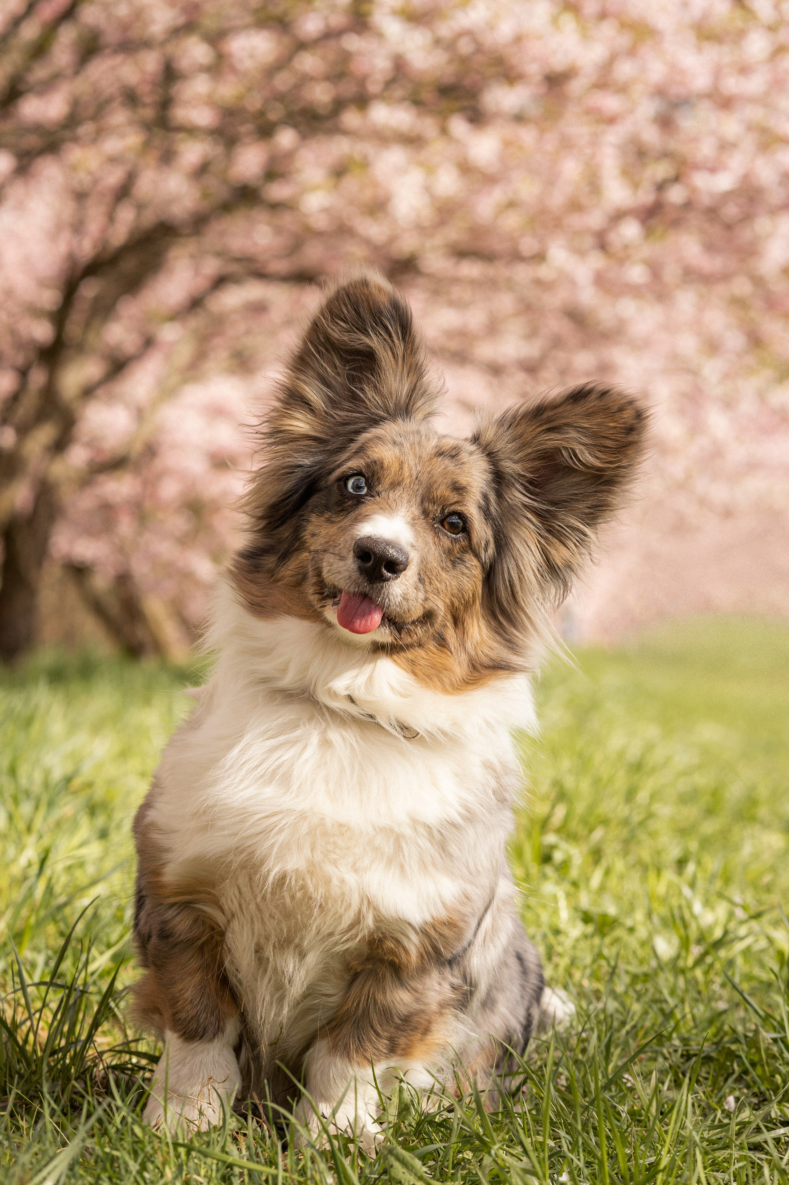 Corgis in Sakura blossom. Kat Laisaar — Pet photographer in Tallinn
