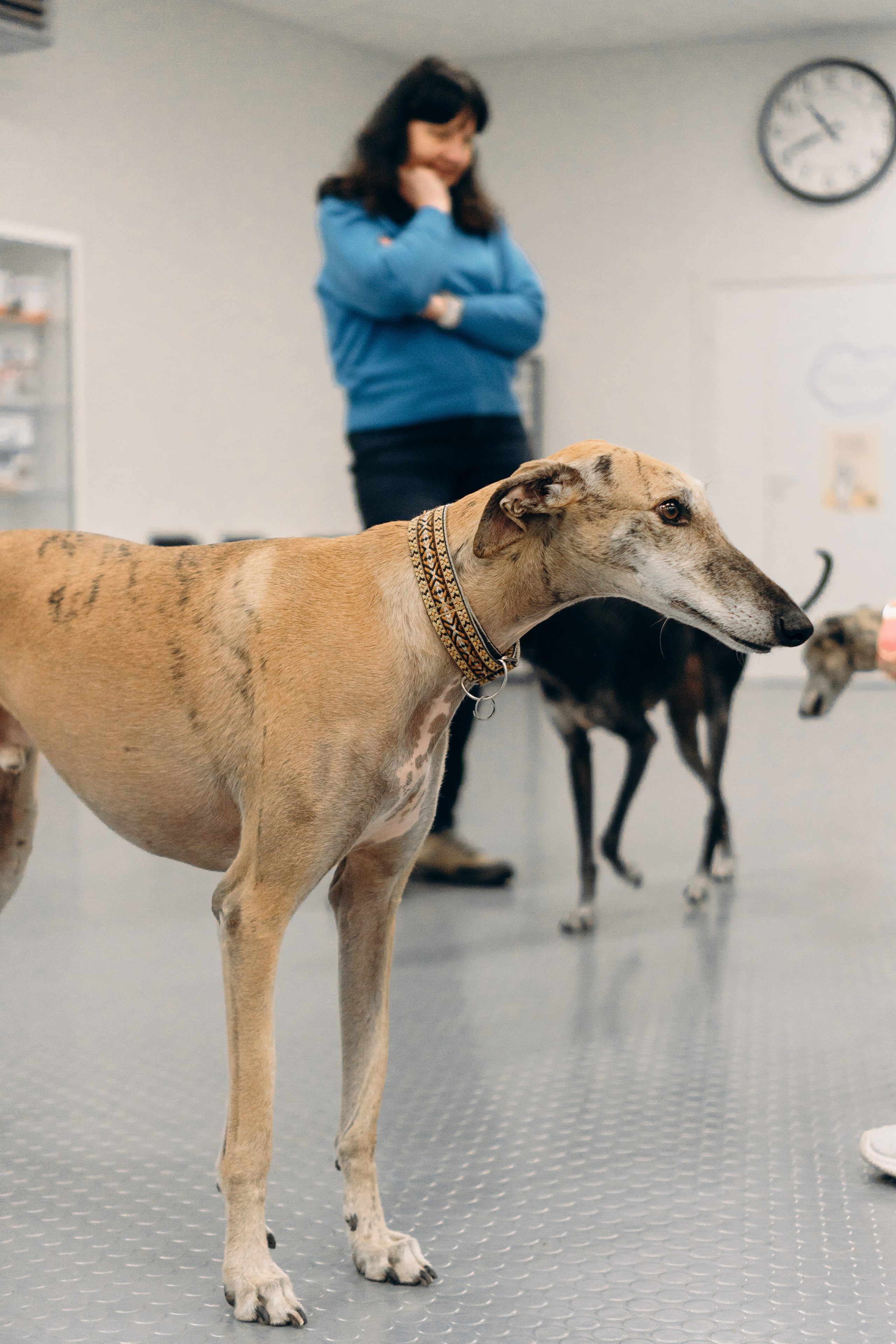 GalgoTreff / PetCity Rannamõisa, 13 apr. 2025. Kat Laisaar — Pet photographer in Tallinn