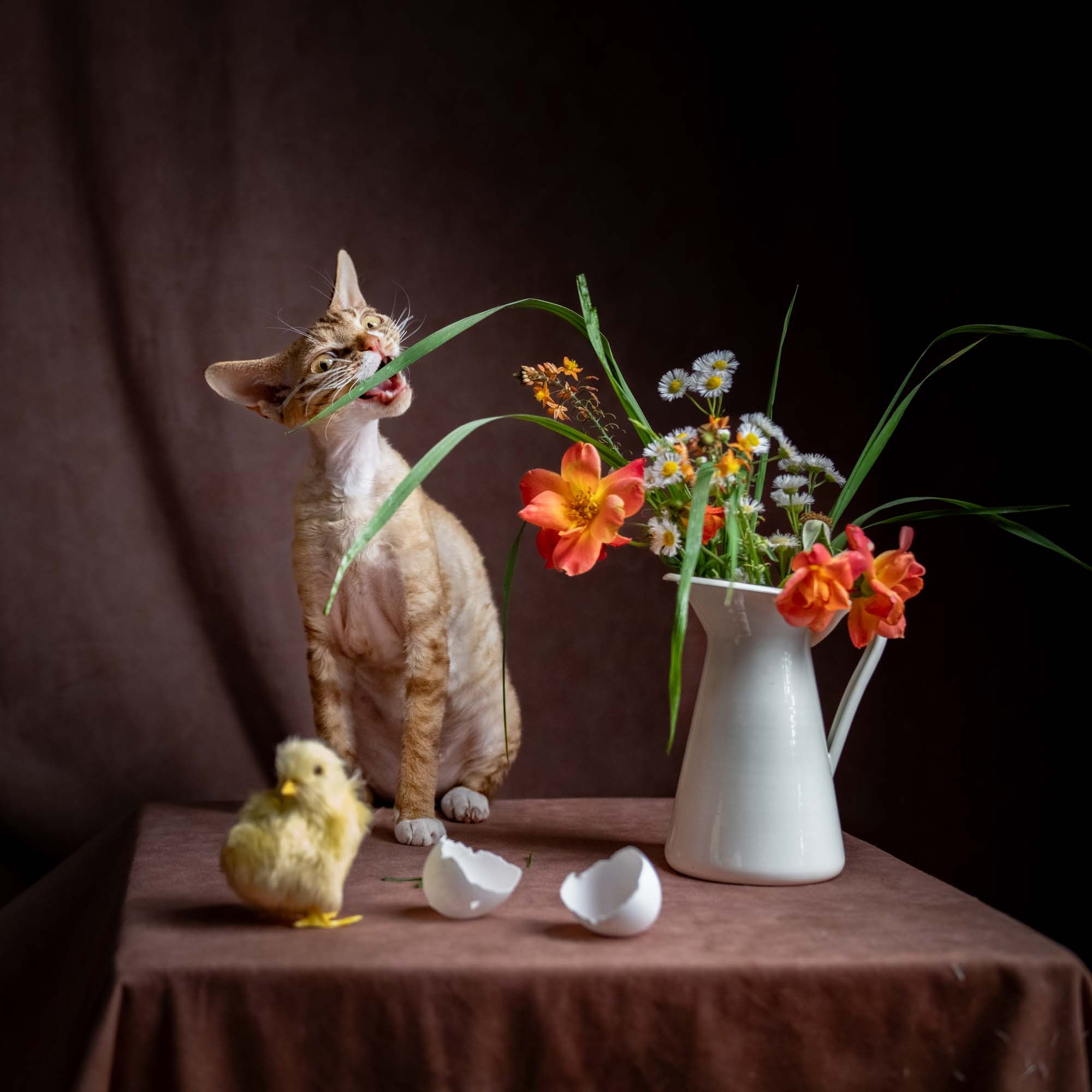 Yasia. Devon Rex Pixie Cattery