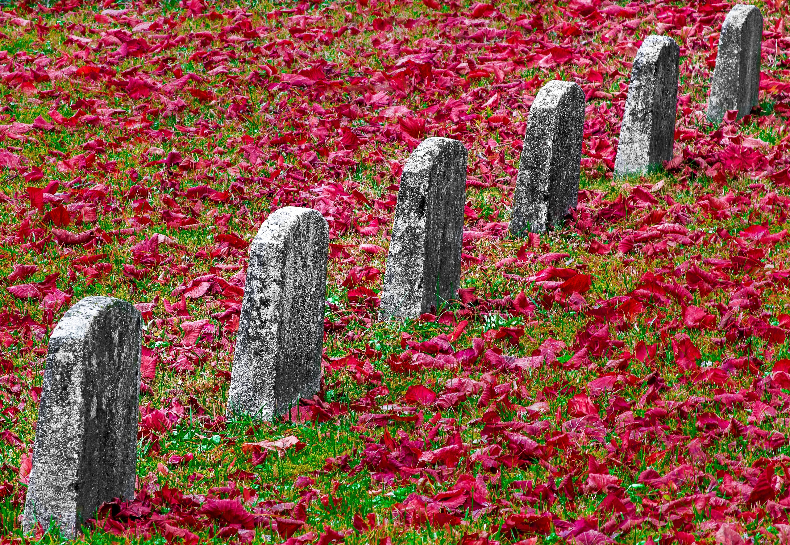 Călătorie. Daniel Hașiegan