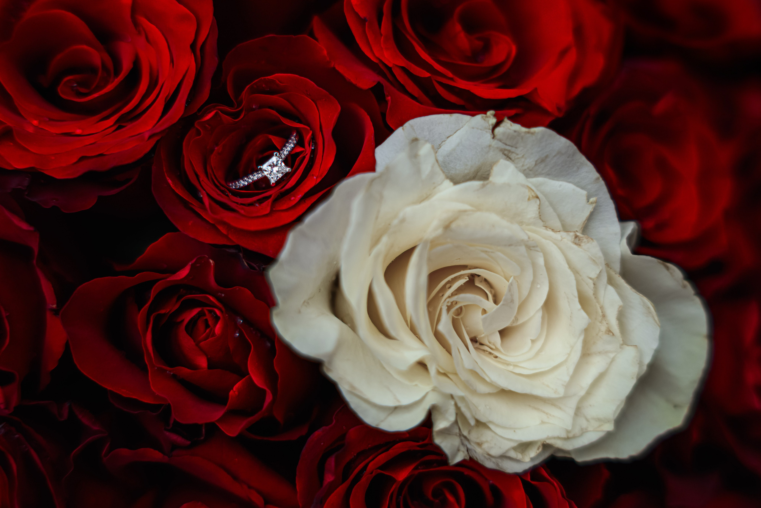 Dennis & Denisa - Proposal. Erik Bagy | Fotograf de Nuntă