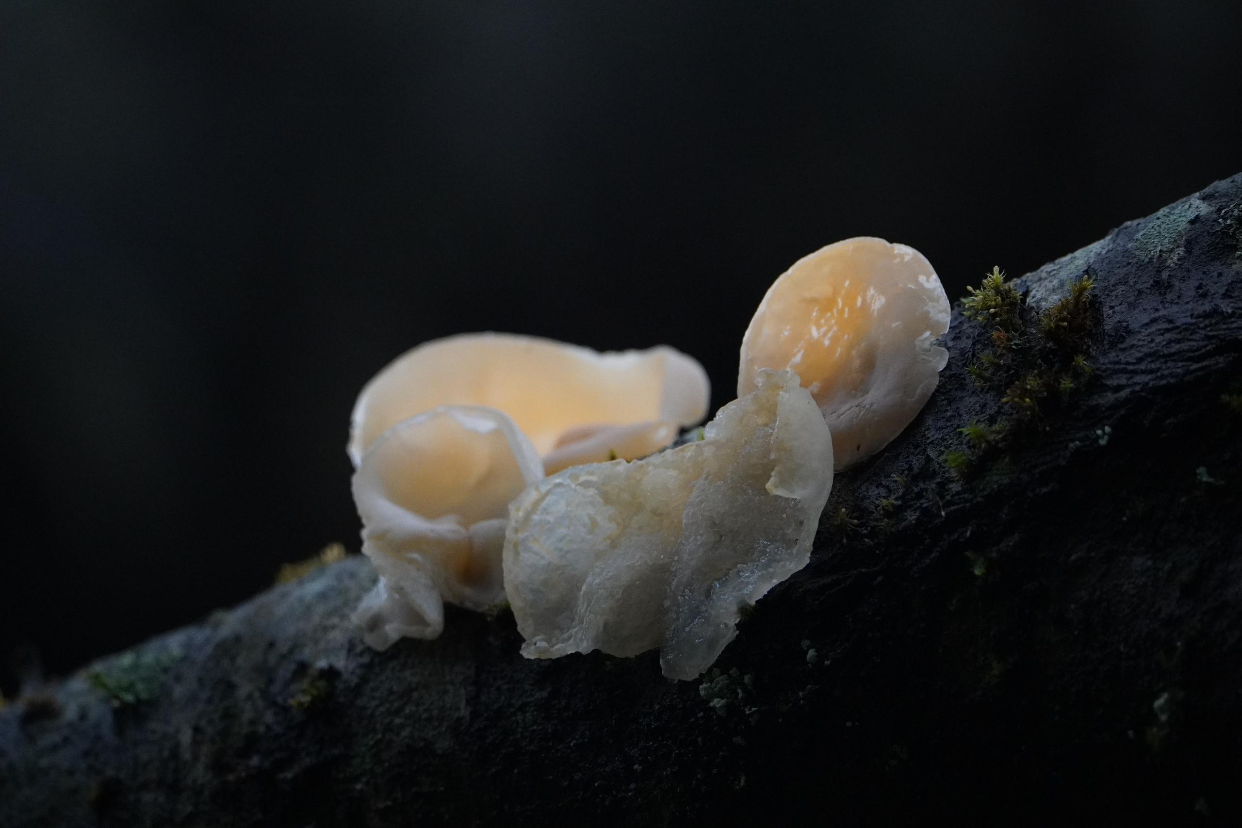 C Λ S N Λ | Fotografías