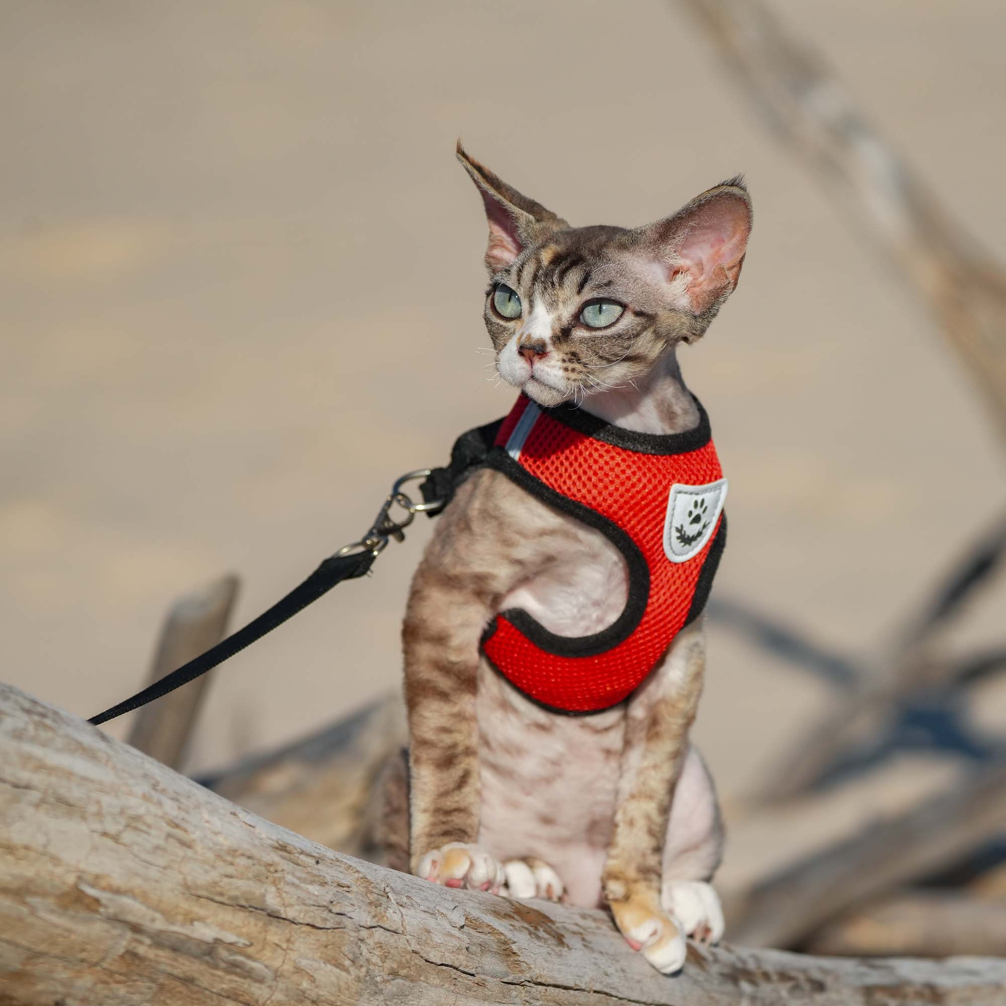 Kasia,  girl, born 07.02.2025. Devon Rex Pixie Cattery