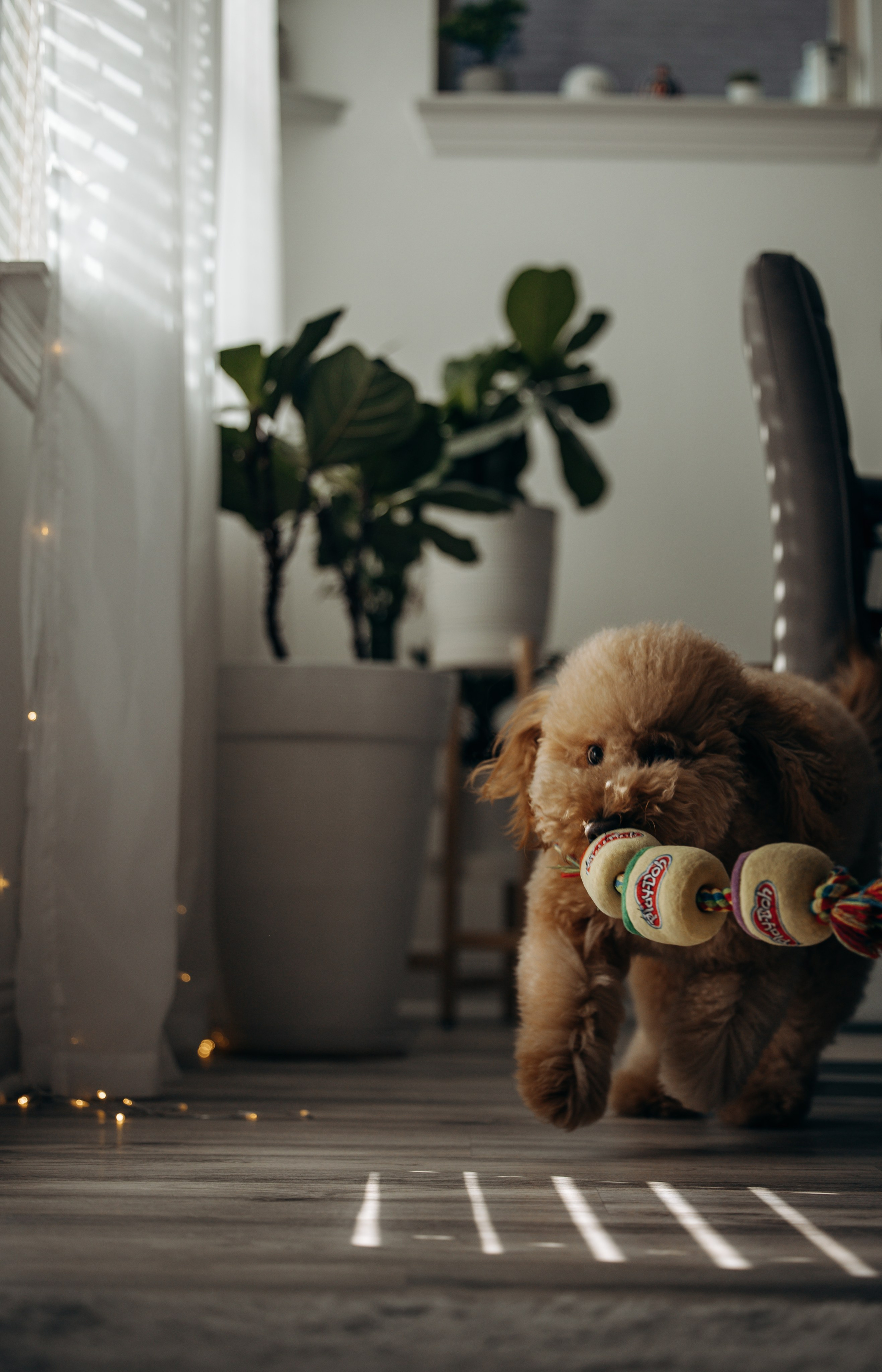 Richie & his Family. Pet Photographer Viktoriya Aleshenko