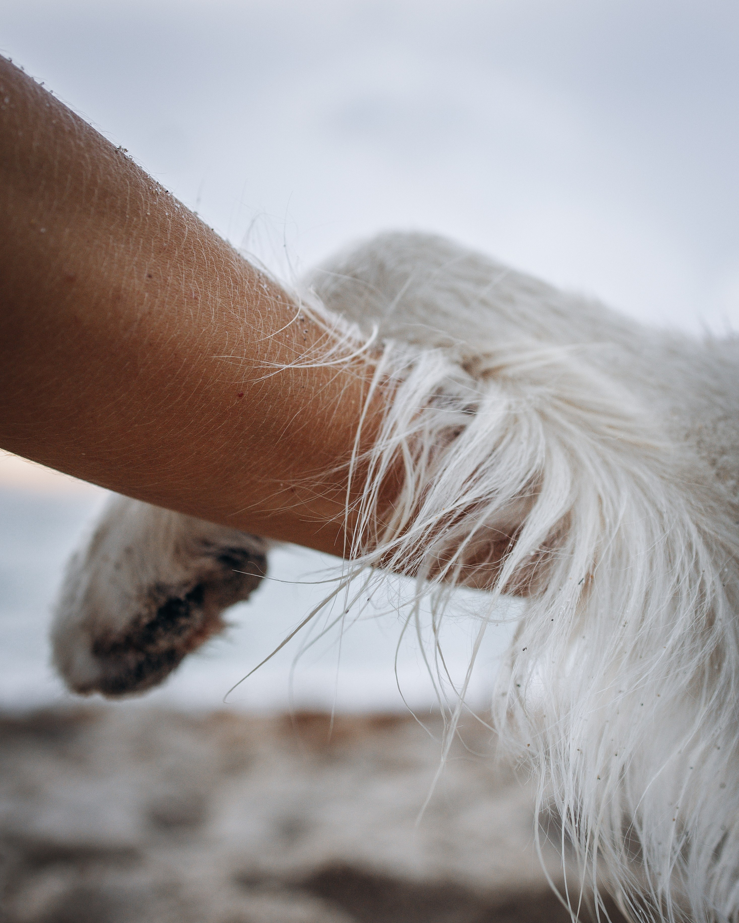 Robby & Asya. Pet Photographer Viktoriya Aleshenko