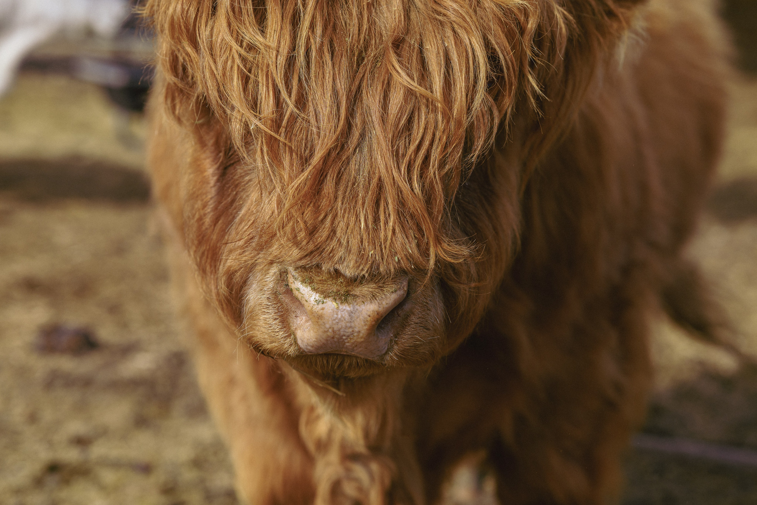 Farm animals. Victoria Lyubchenko — fine art photography in Bismarck, ND