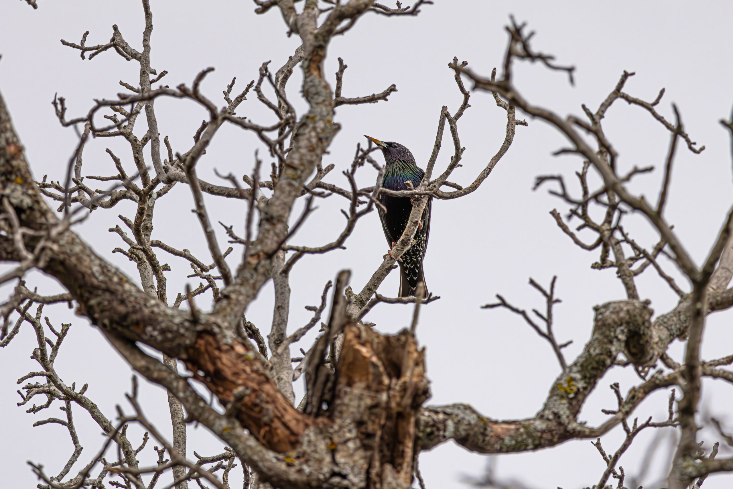 საგაზაფხულო გასეირნება წავკისისწყალის ხეობაში. FramefreeMan