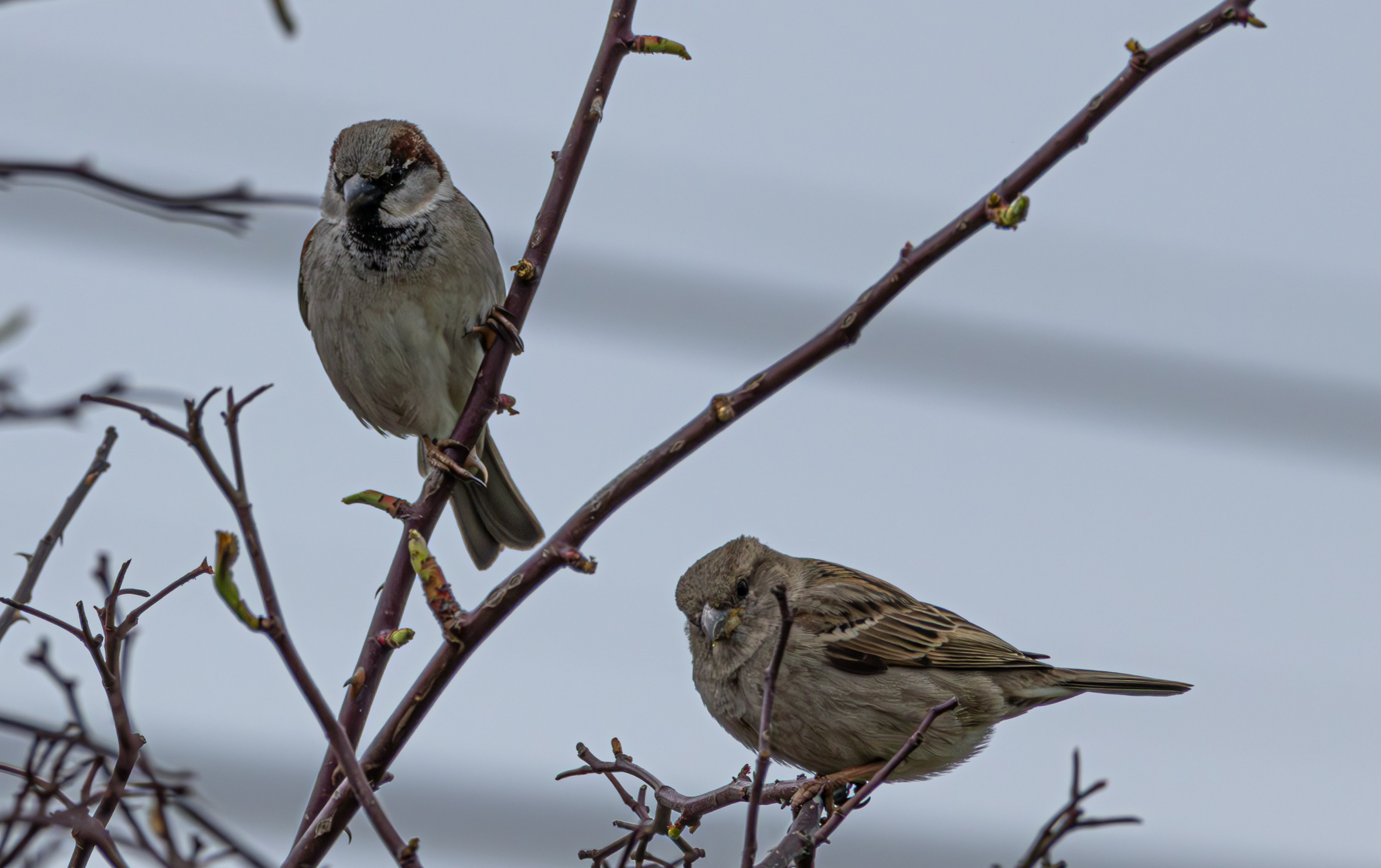 საგაზაფხულო გასეირნება წავკისისწყალის ხეობაში. FramefreeMan