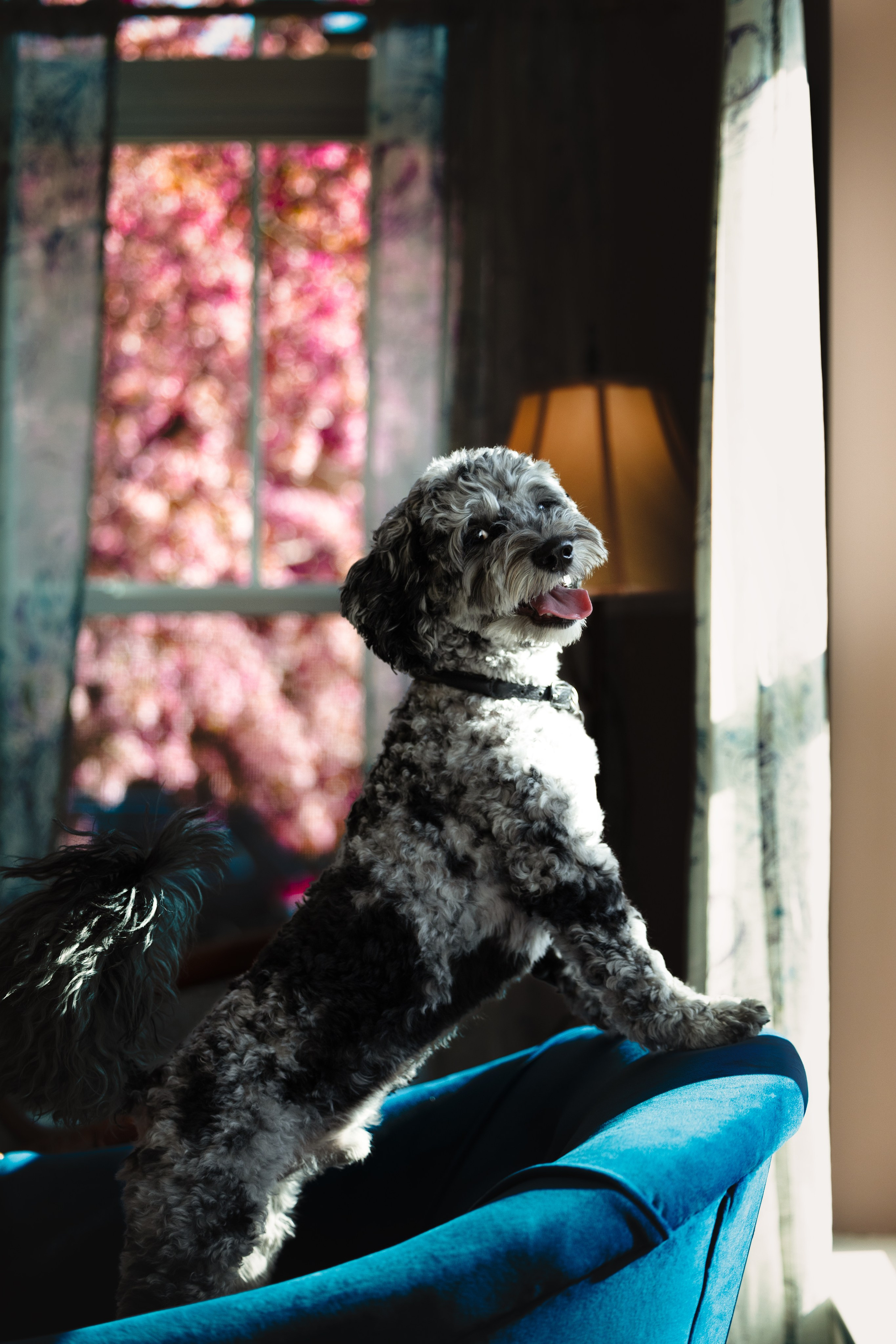 Pet Photographer Viktoriya Aleshenko