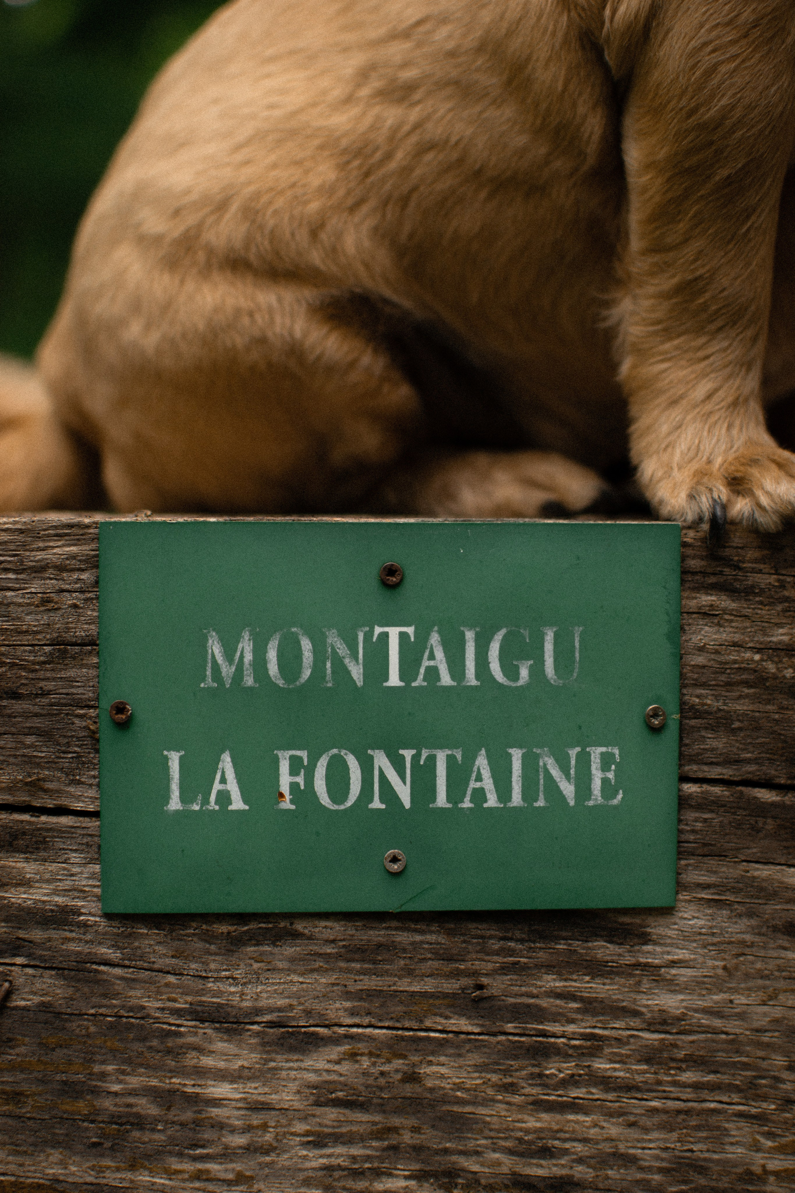 Sandrine et Lolly. Photographe animalier à Paris Anna Pereira