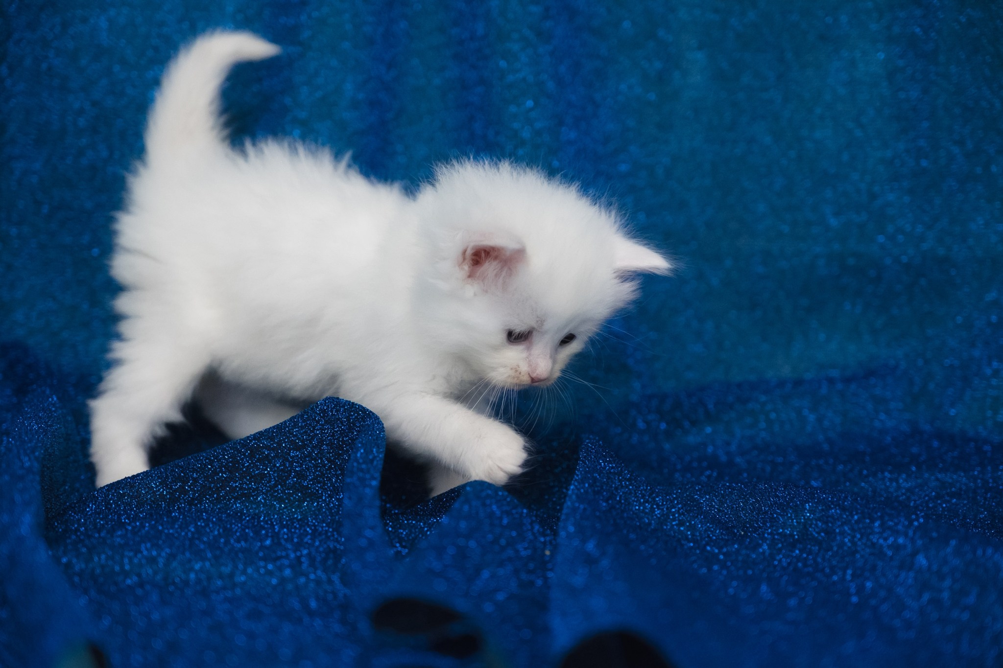 N-Alcor. SIBERIALIS: Katzenzucht von Sibirischen und Neva Masquarade Katzen