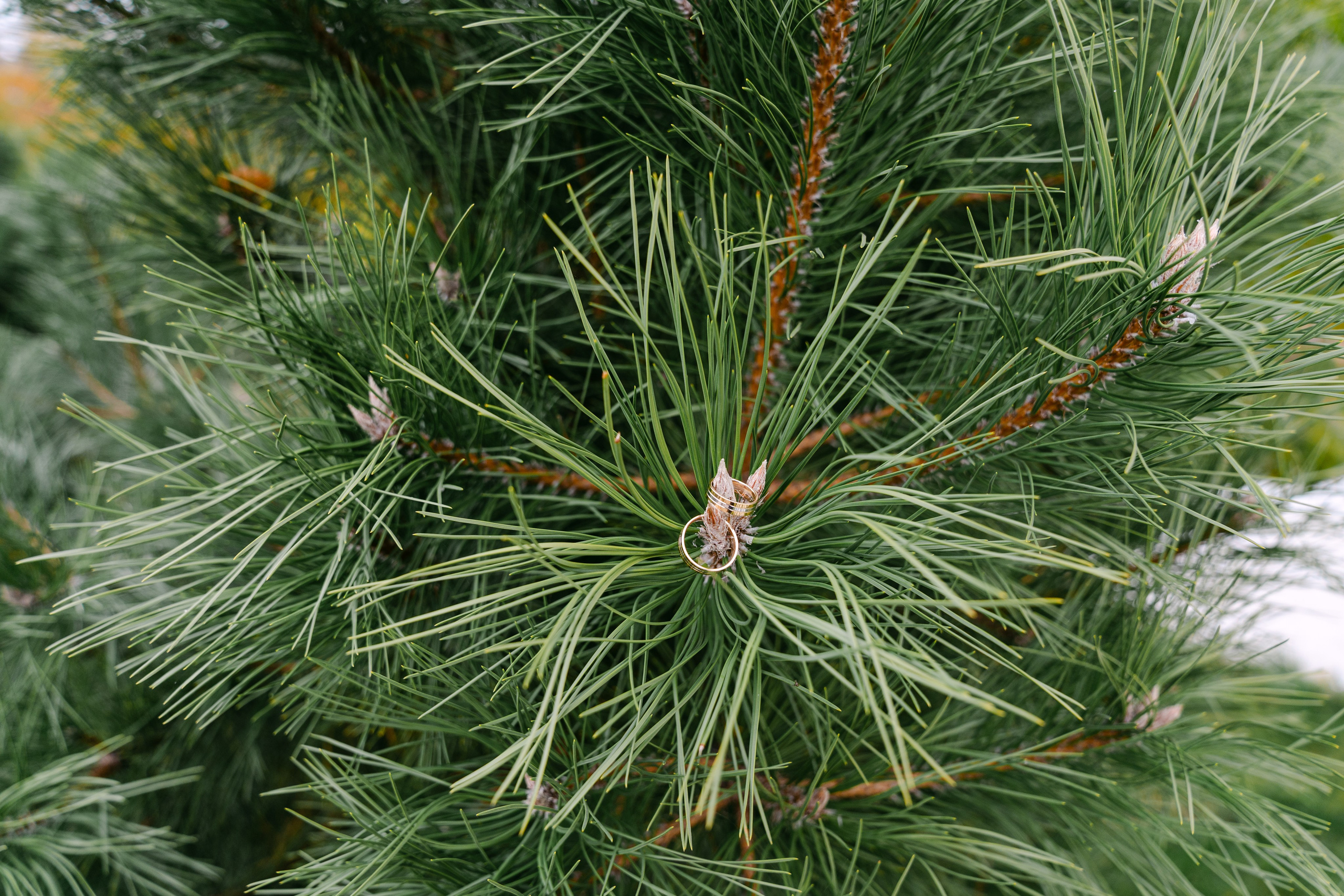 Denisa | Andrei. Gabrielacojocariu.com