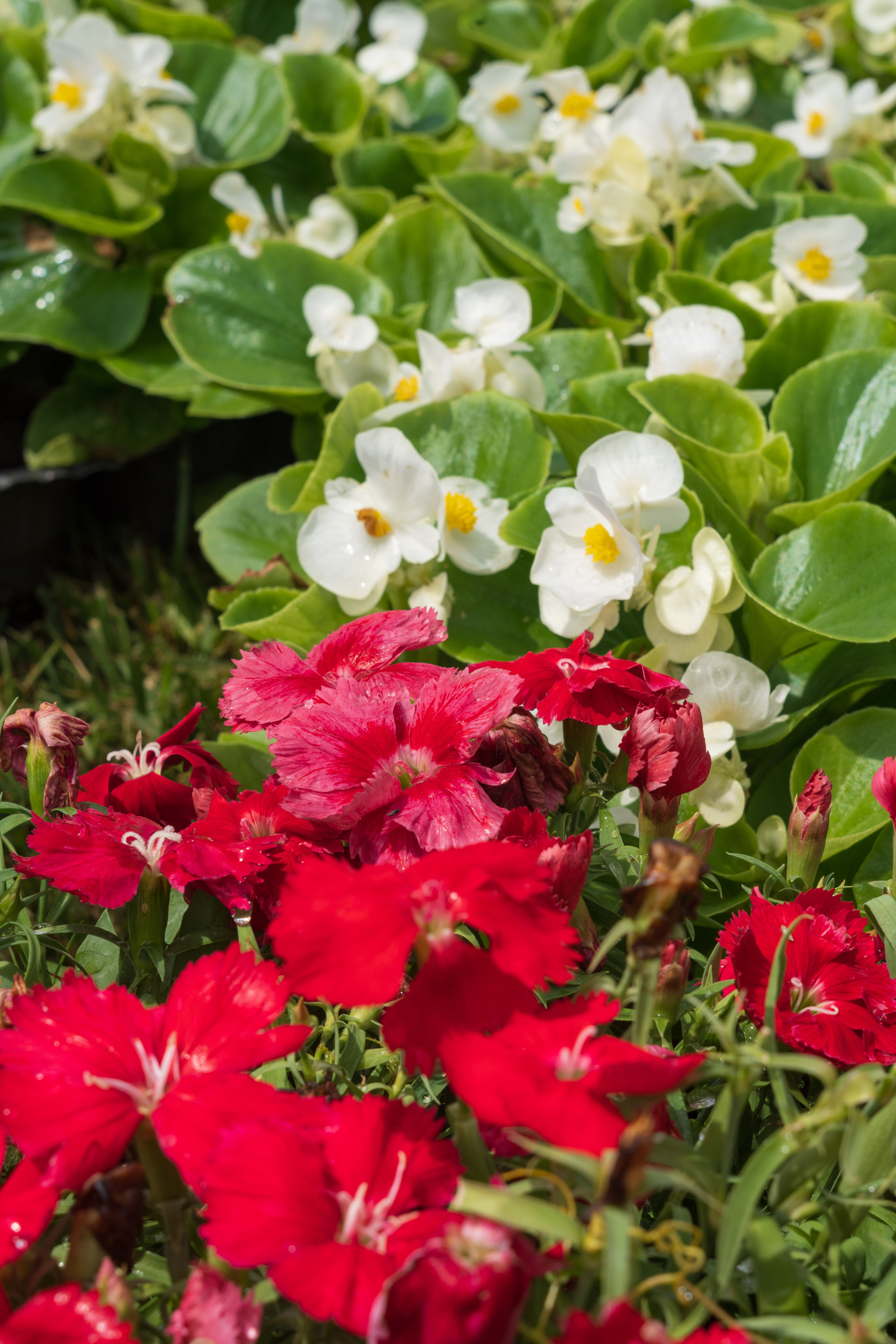 Tashkent Flower Fest. Георгий Намазов | Фотограф в Ташкенте