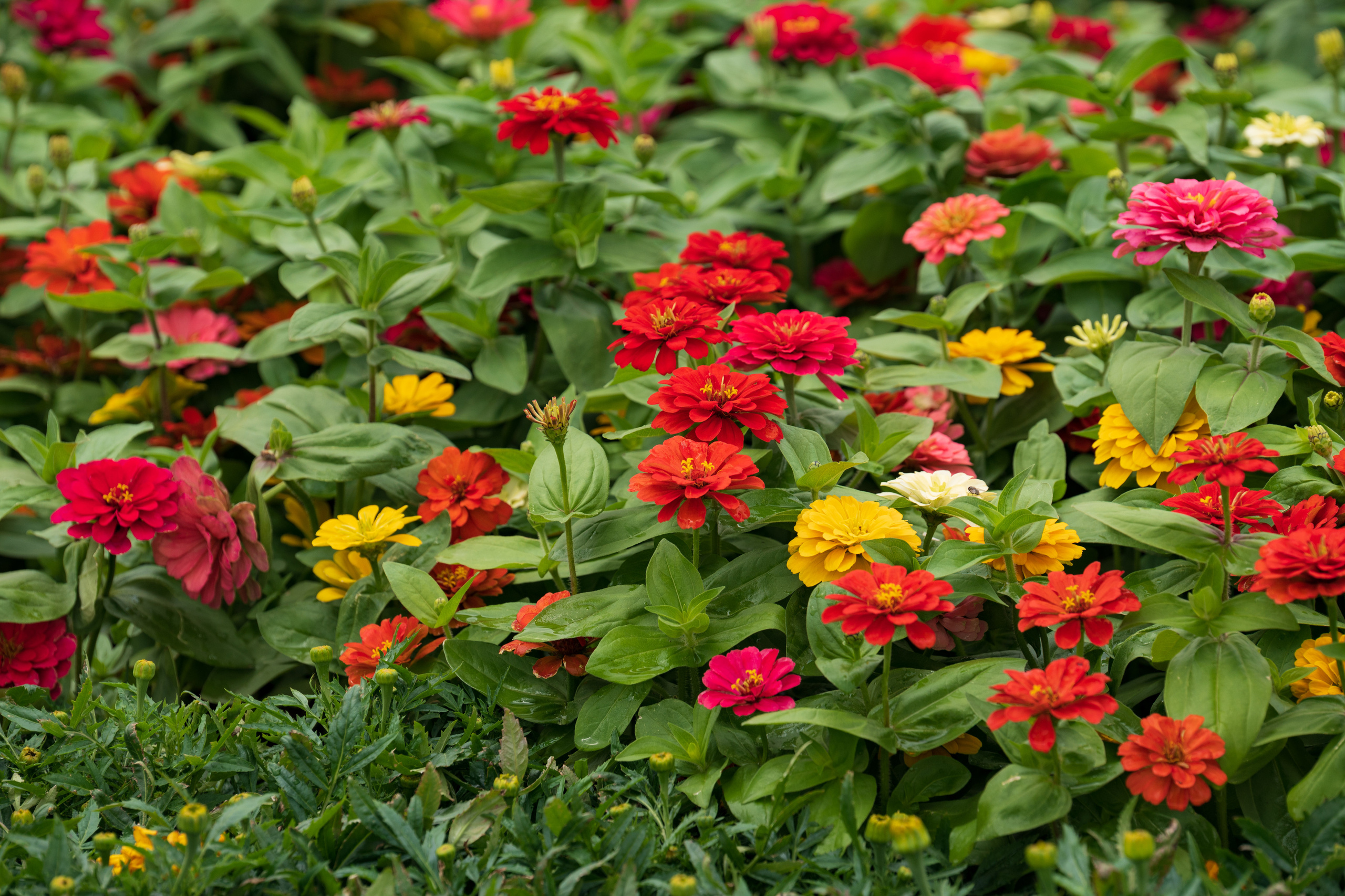 Tashkent Flower Fest. Георгий Намазов | Фотограф в Ташкенте