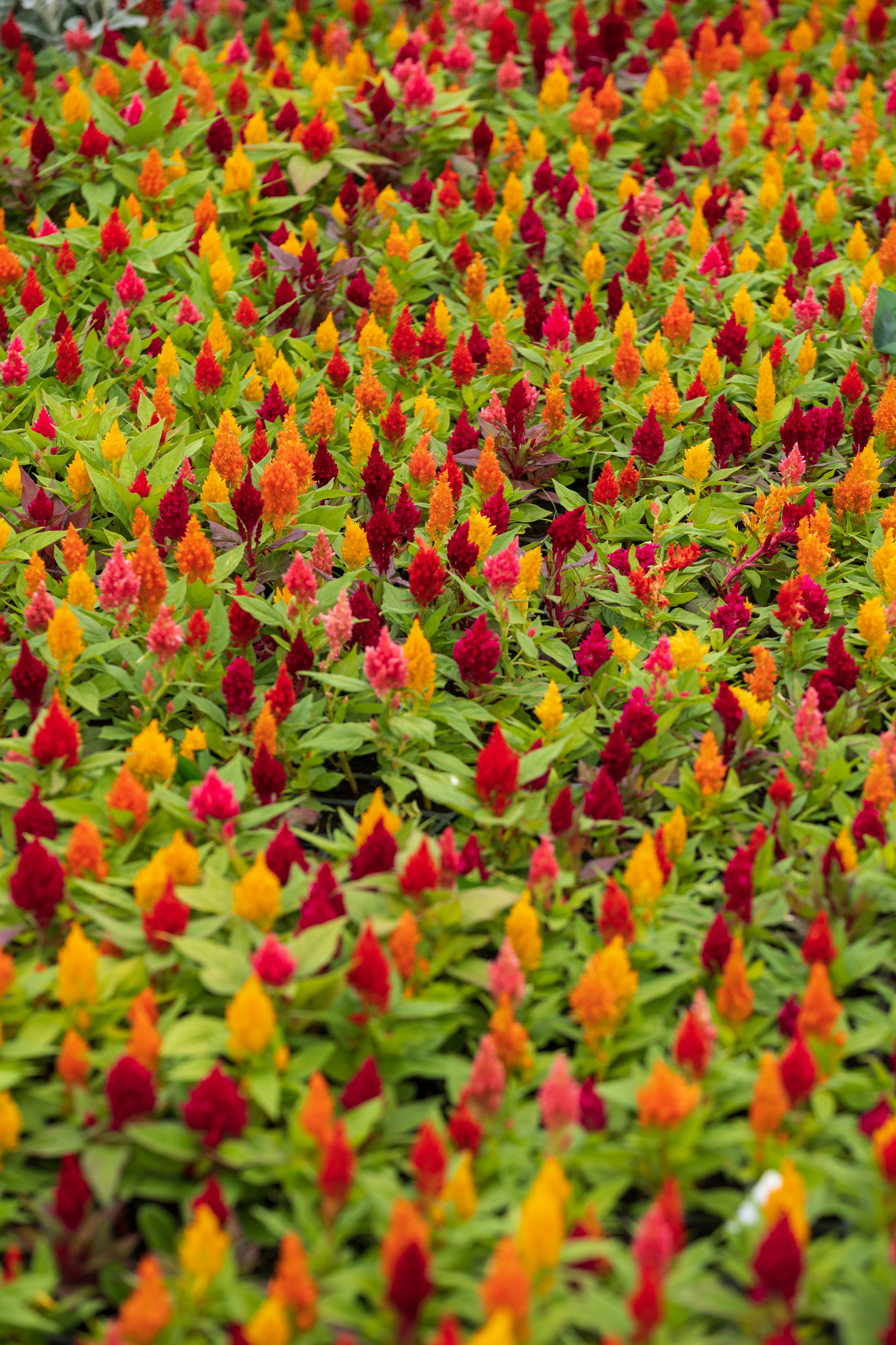 Tashkent Flower Fest. Георгий Намазов | Фотограф в Ташкенте