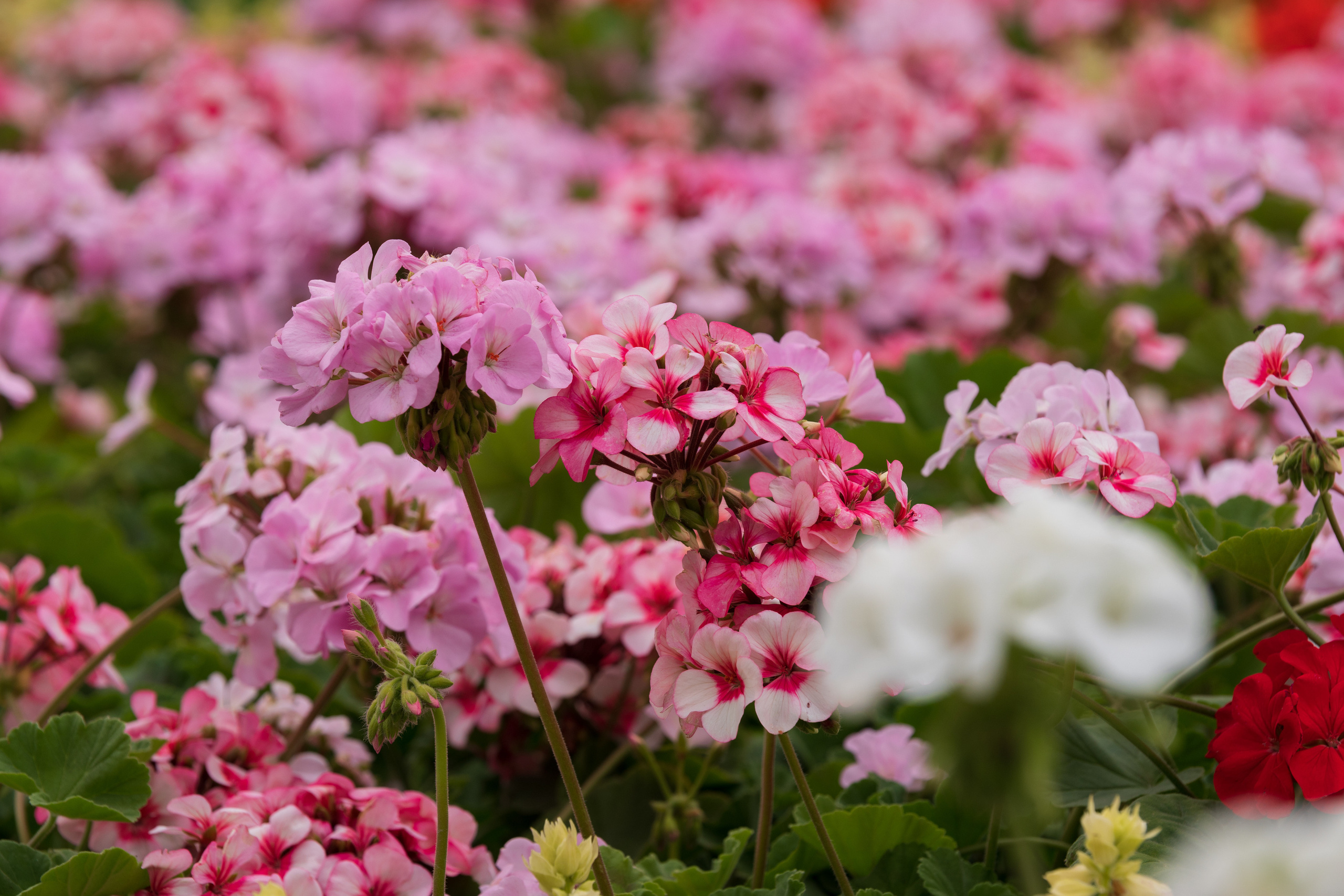 Tashkent Flower Fest. Георгий Намазов | Фотограф в Ташкенте