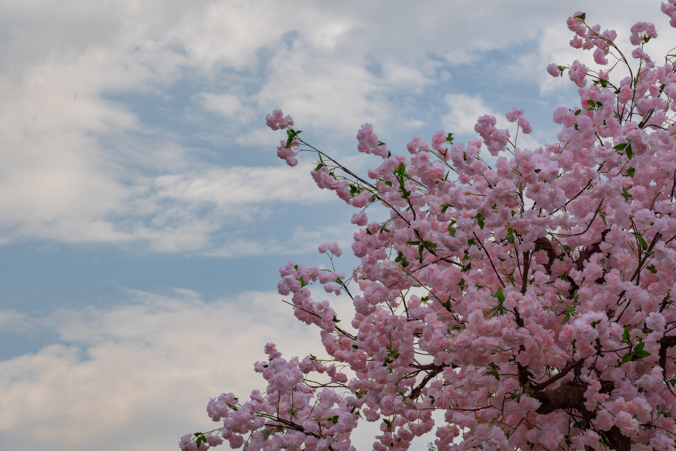 Tashkent Flower Fest. Георгий Намазов | Фотограф в Ташкенте