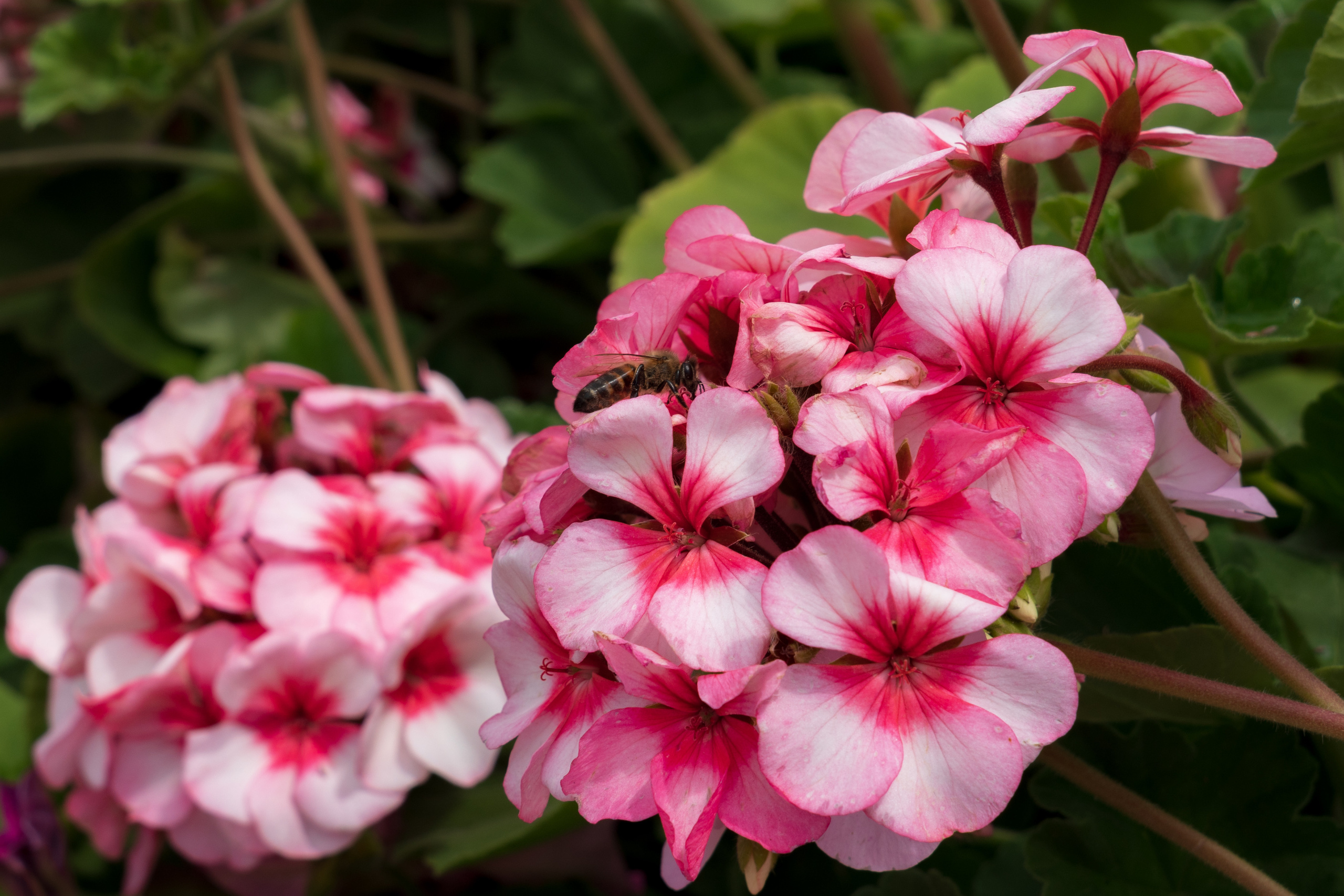 Tashkent Flower Fest. Георгий Намазов | Фотограф в Ташкенте