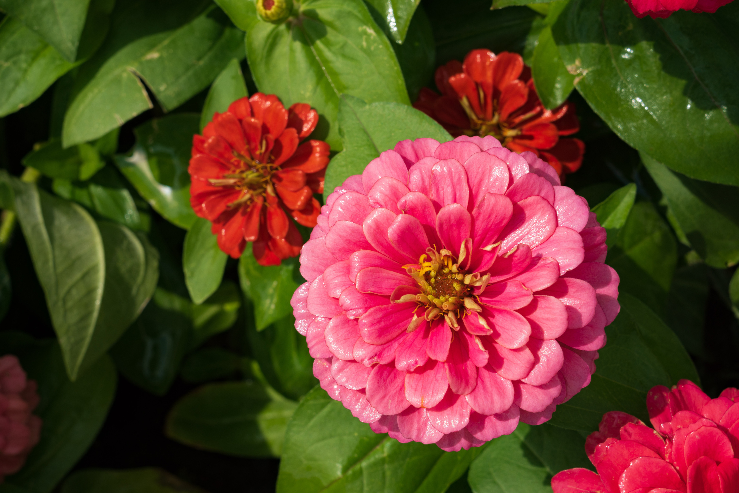 Tashkent Flower Fest. Георгий Намазов | Фотограф в Ташкенте