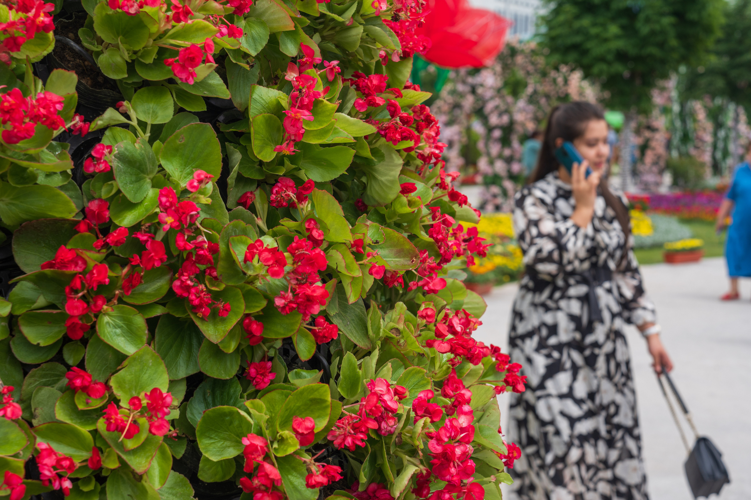 Tashkent Flower Fest. Георгий Намазов | Фотограф в Ташкенте