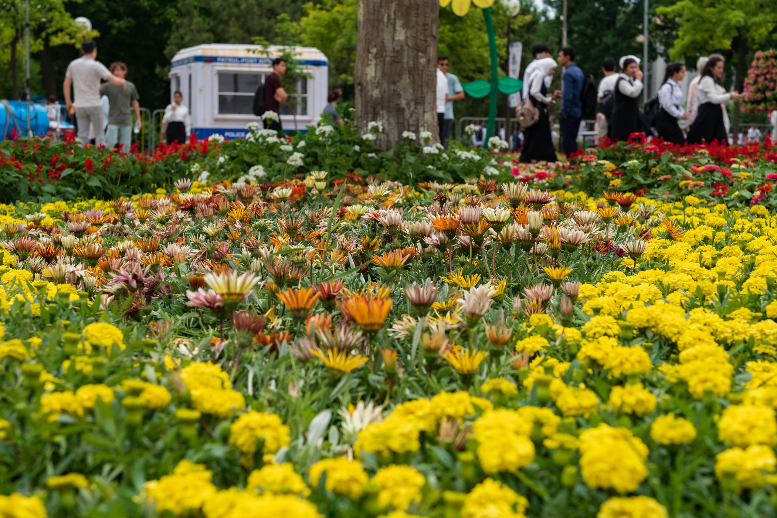 Tashkent Flower Fest. Георгий Намазов | Фотограф в Ташкенте