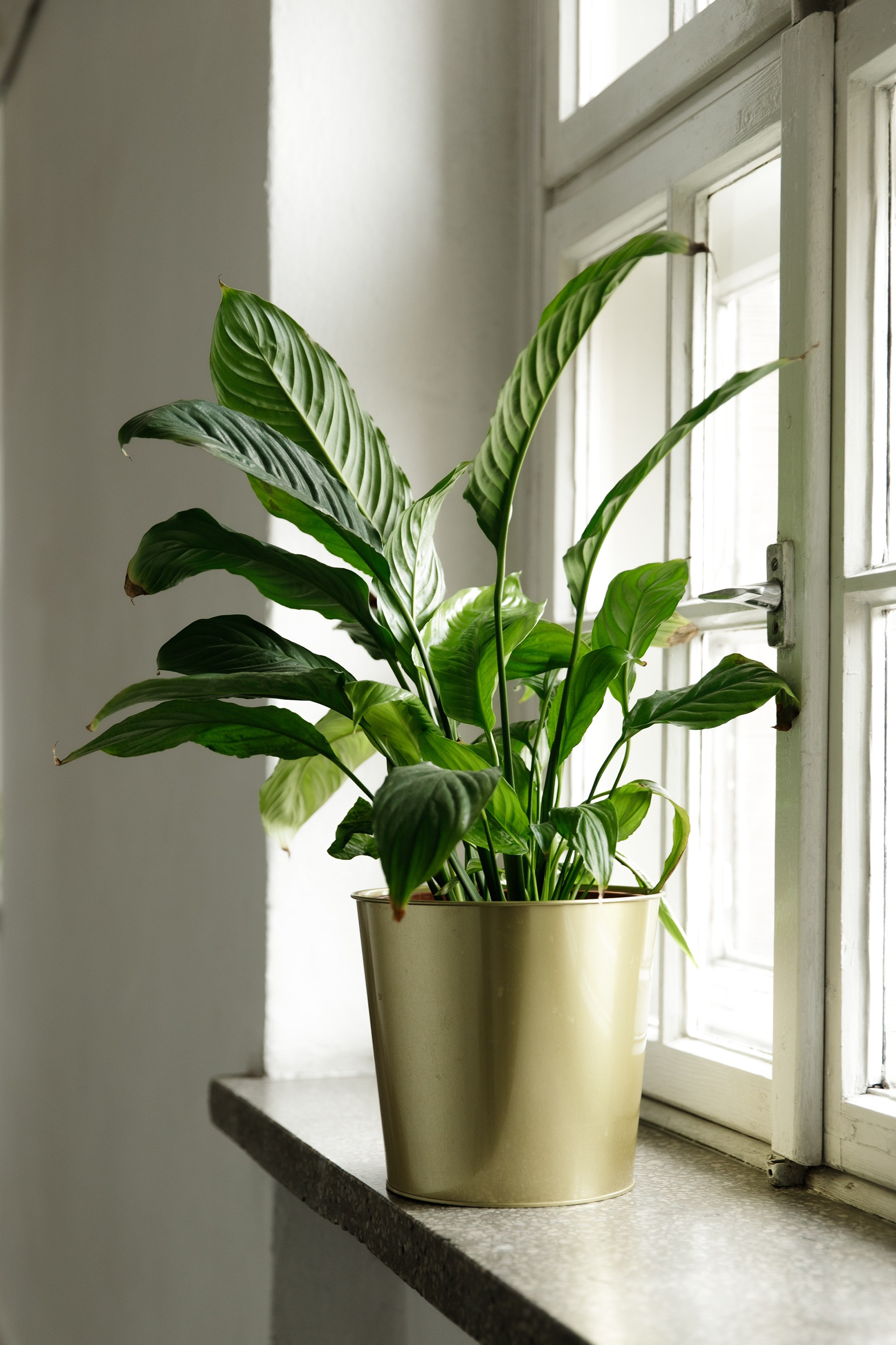 Oleśnica castle. Kaja | fotograf psów we Wrocławiu