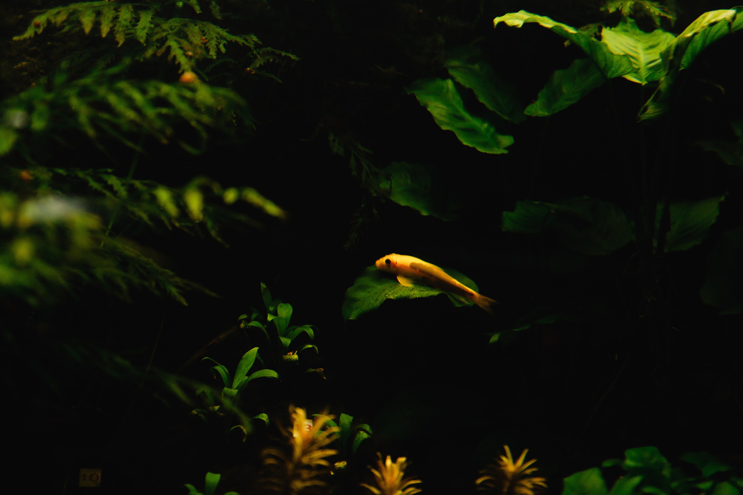 Botanical garden in Wroclaw. Kaja | fotograf we Wrocławiu | ludzie i psy