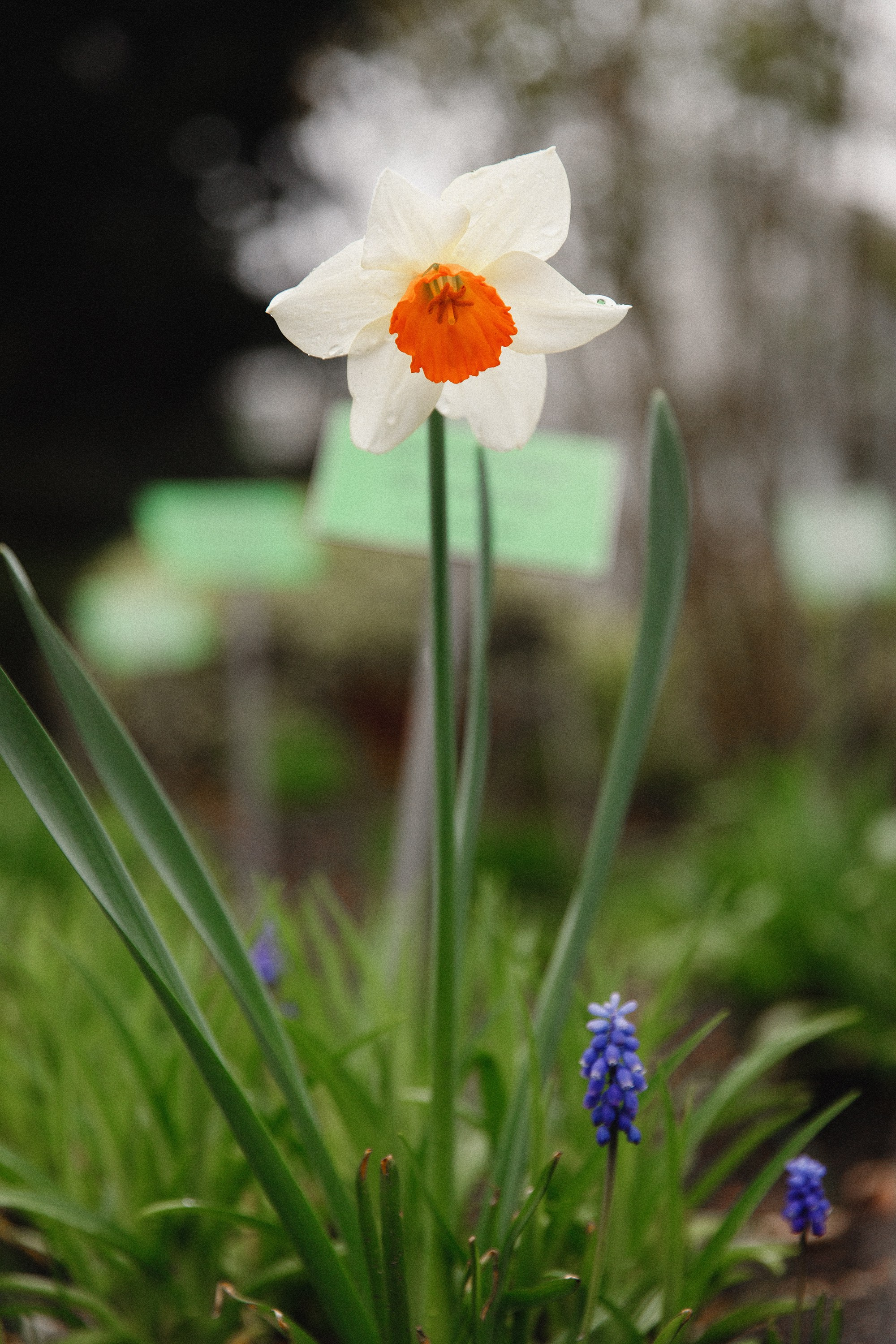Botanical garden in Wroclaw. Kaja | fotograf we Wrocławiu | ludzie i psy