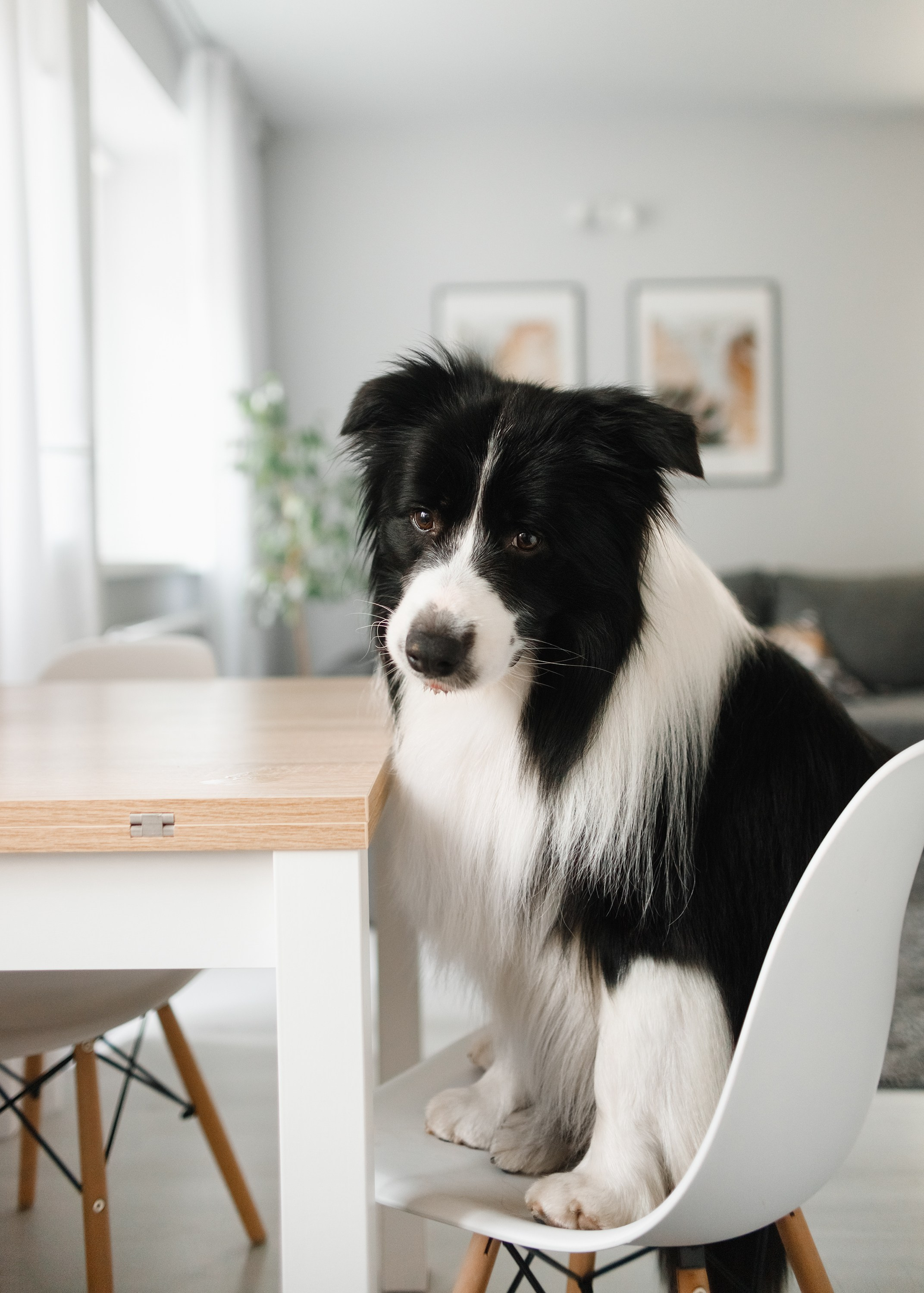 Evgenia & Richard. Kaja | fotograf we Wrocławiu | ludzie i psy