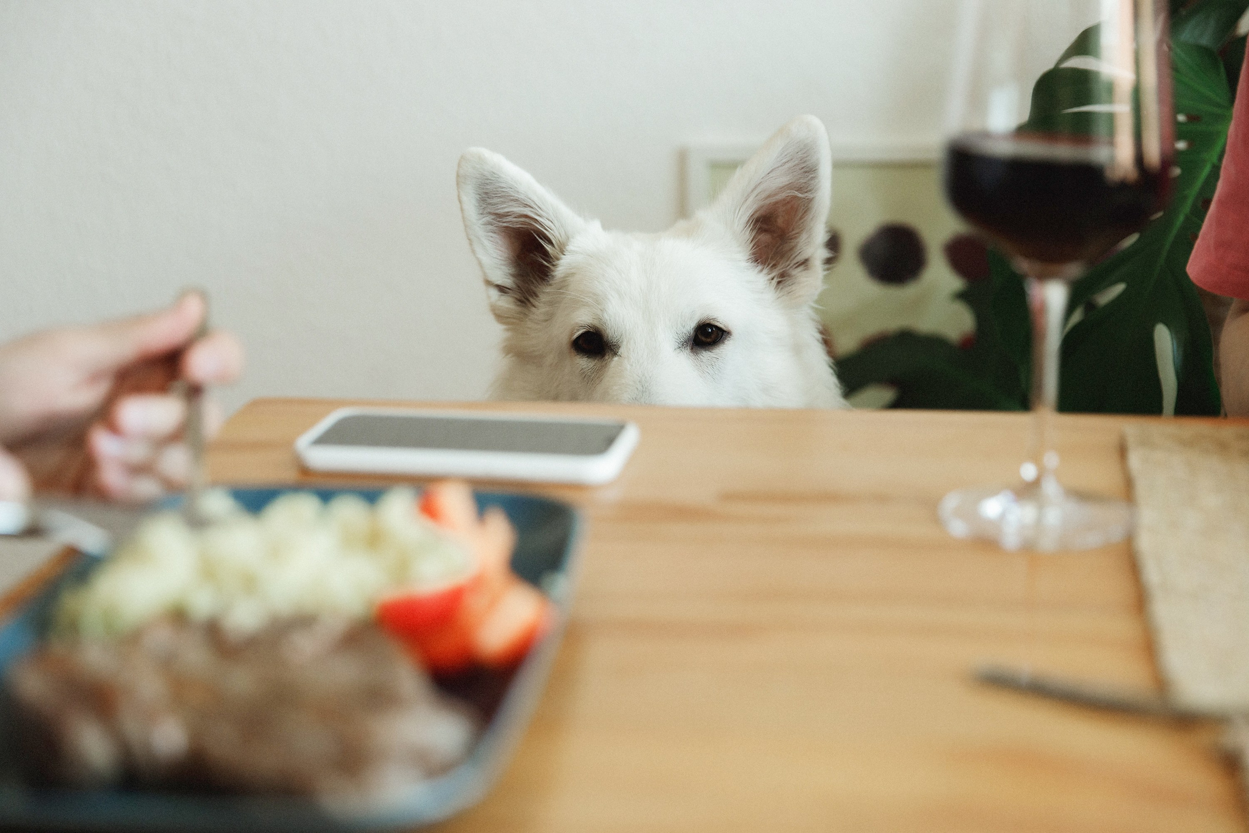 Astra in Leipzig. Kaja | fotograf we Wrocławiu | ludzie i psy