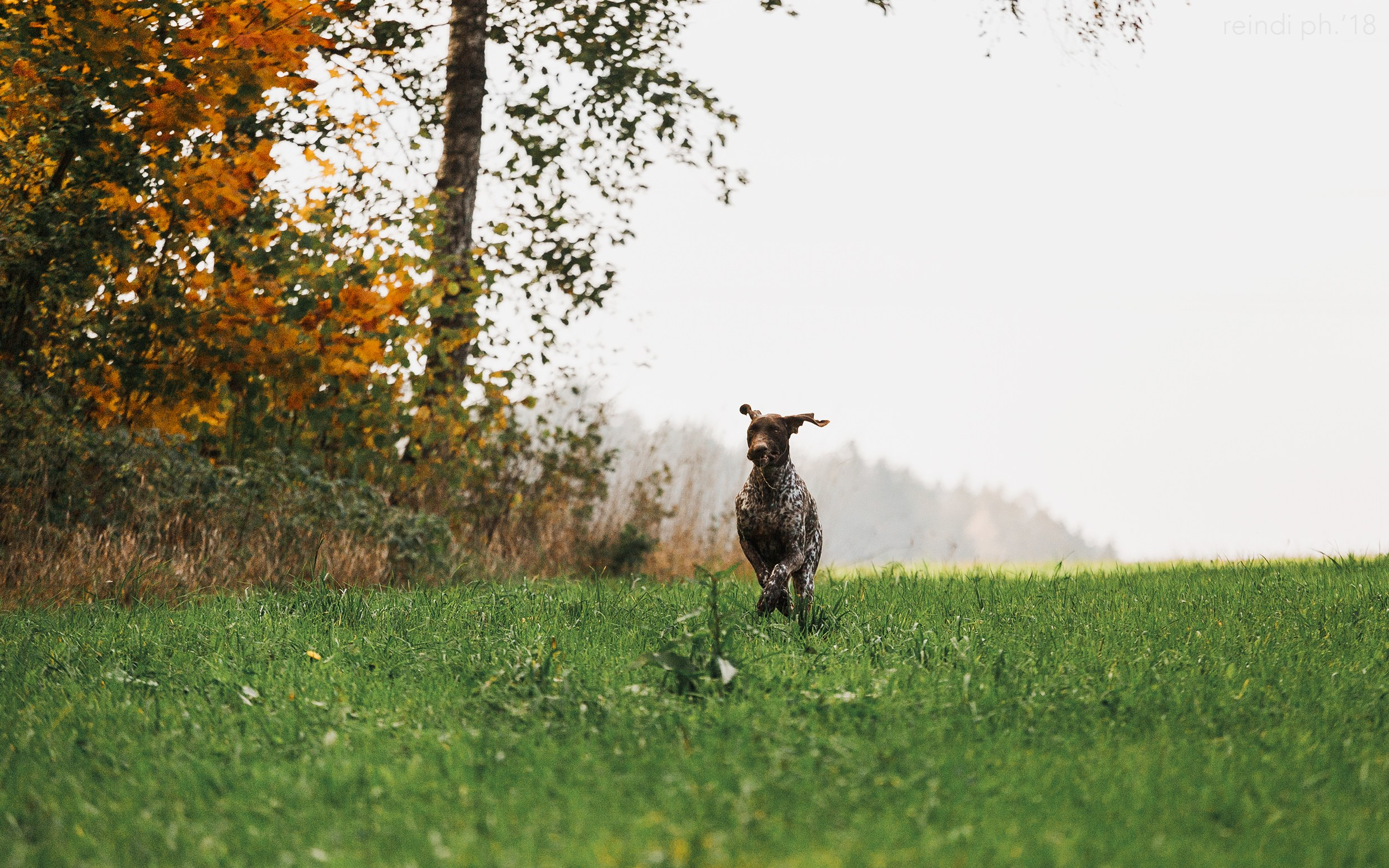 «Kasmach» dogs ammunition. Kaja | fotograf we Wrocławiu | ludzie i psy