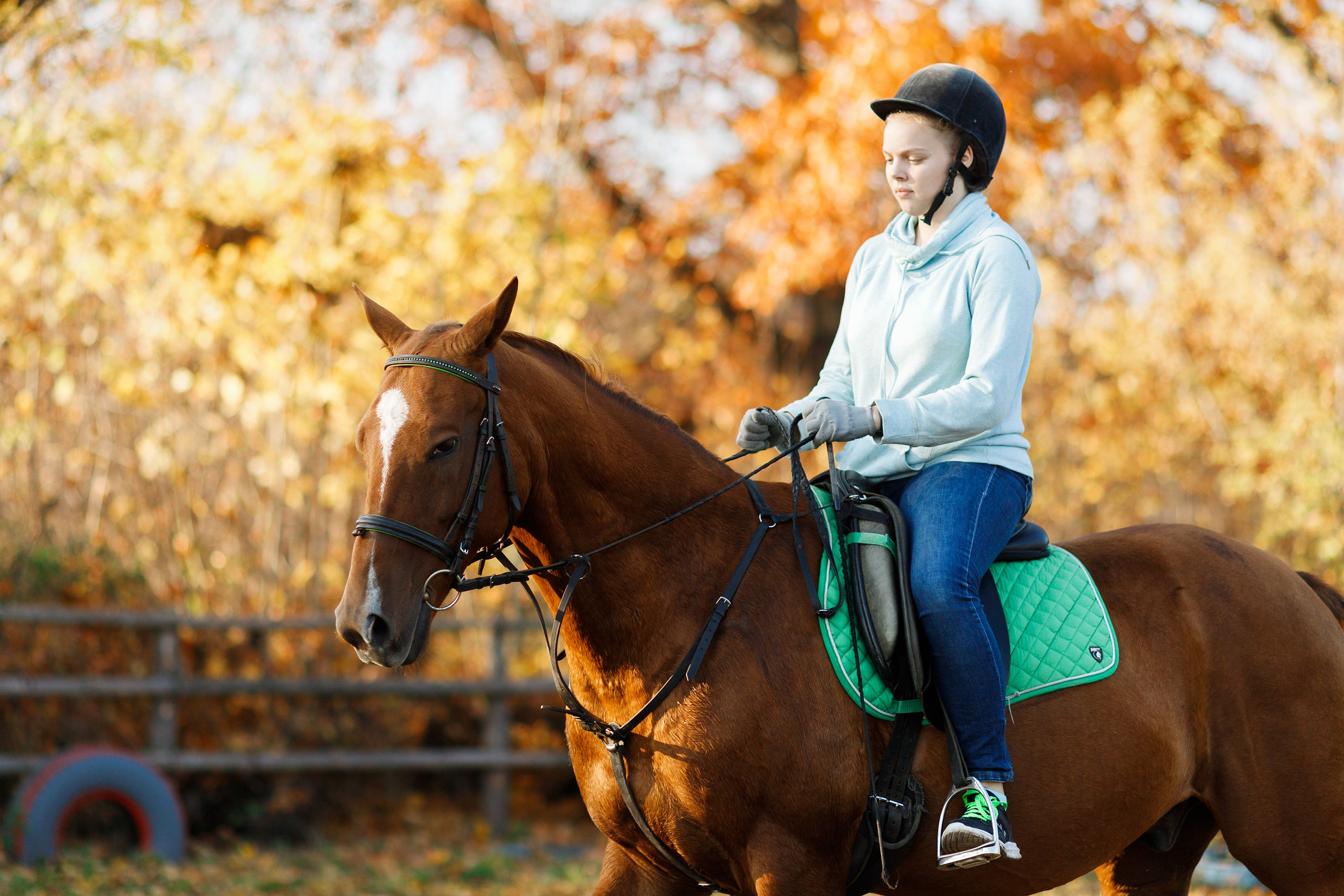 Autumn equestrian training. Kaja | fotograf psów we Wrocławiu