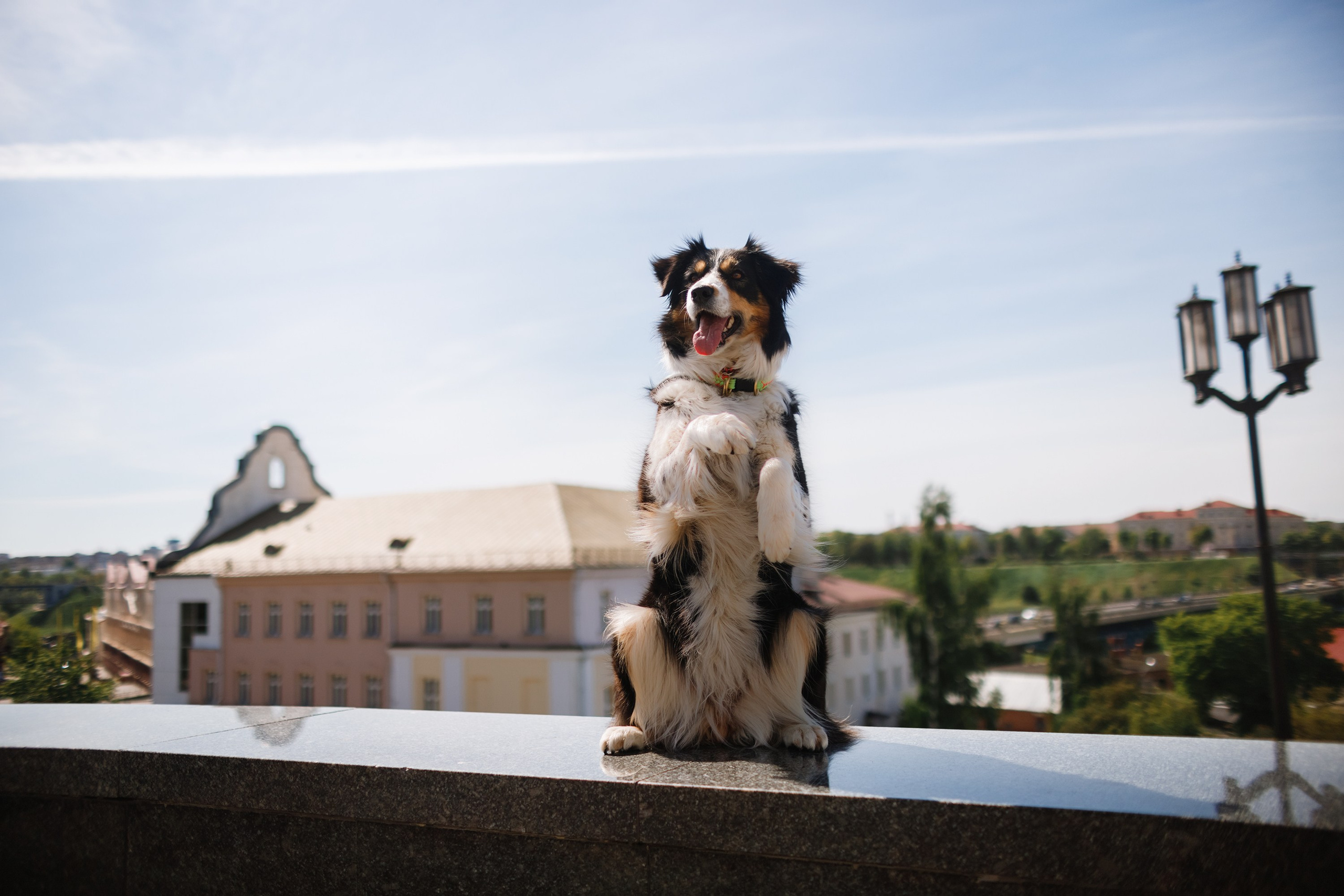 Dog trainer blog content. Kaja | fotograf we Wrocławiu | ludzie i psy