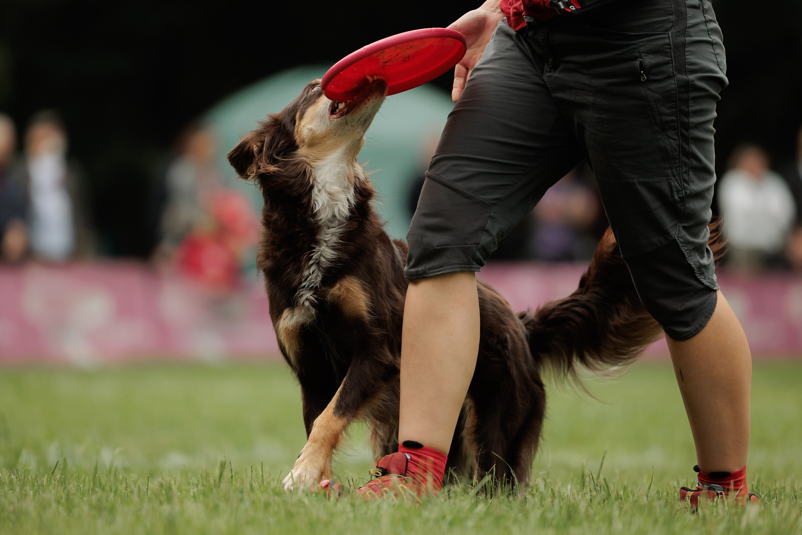 Latające psy, Wrocław'25. Kaja | fotograf psów we Wrocławiu
