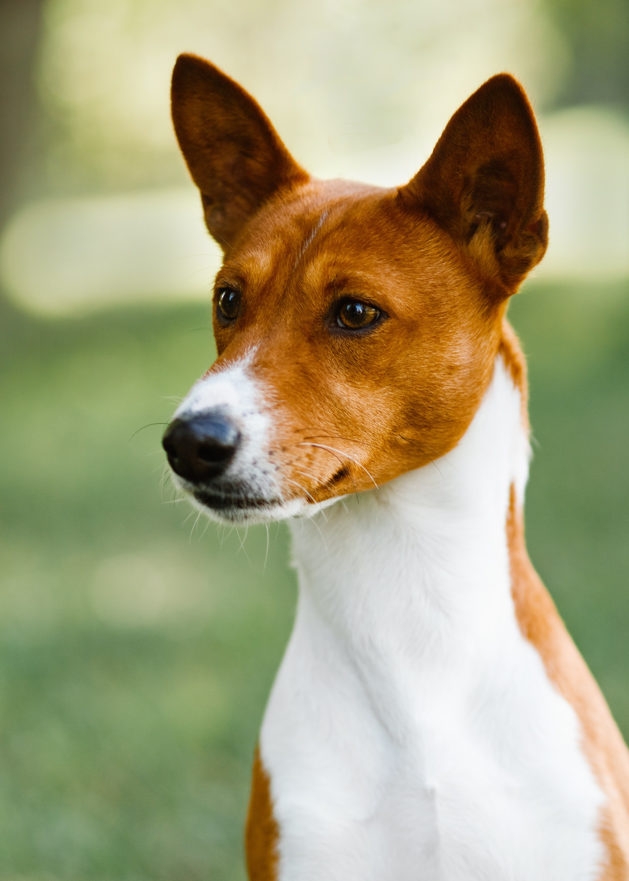 Summer photo day for dog handler. Kaja | fotograf we Wrocławiu | ludzie i psy