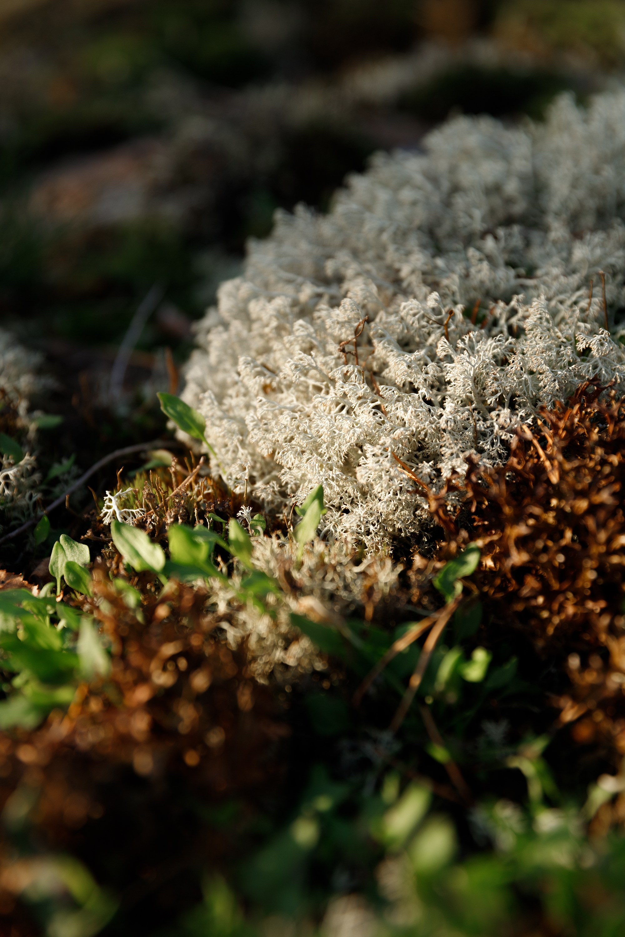 Turku. Kaja | fotograf psów we Wrocławiu