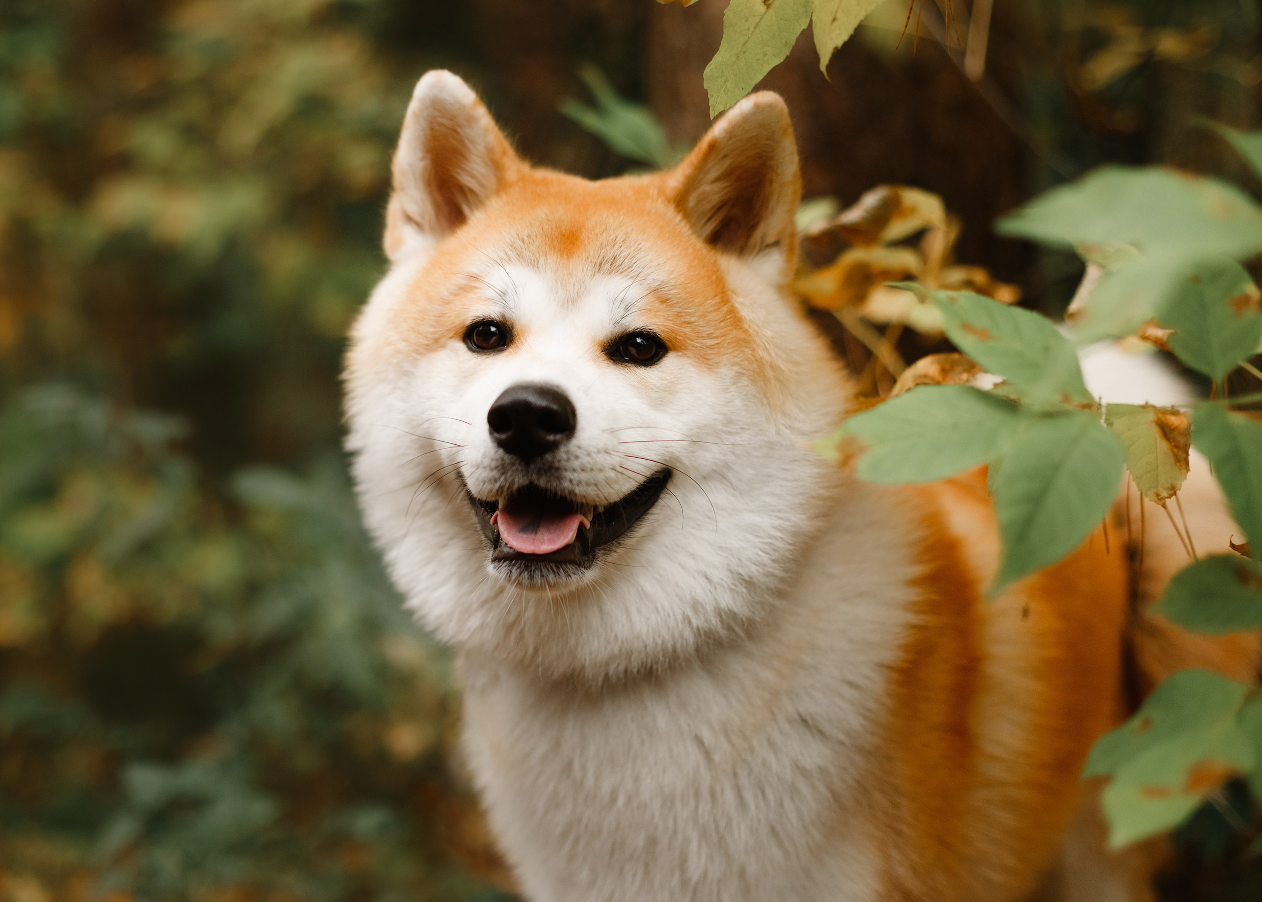 Maria & Kenji. Kaja | fotograf we Wrocławiu | ludzie i psy