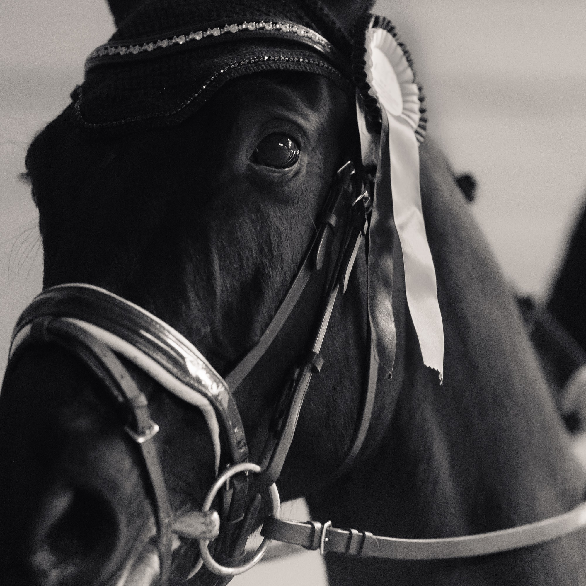 Fotografia koni Wrocław \ ujeżdżenie, Partynice. Kaja | fotograf we Wrocławiu | ludzie i psy